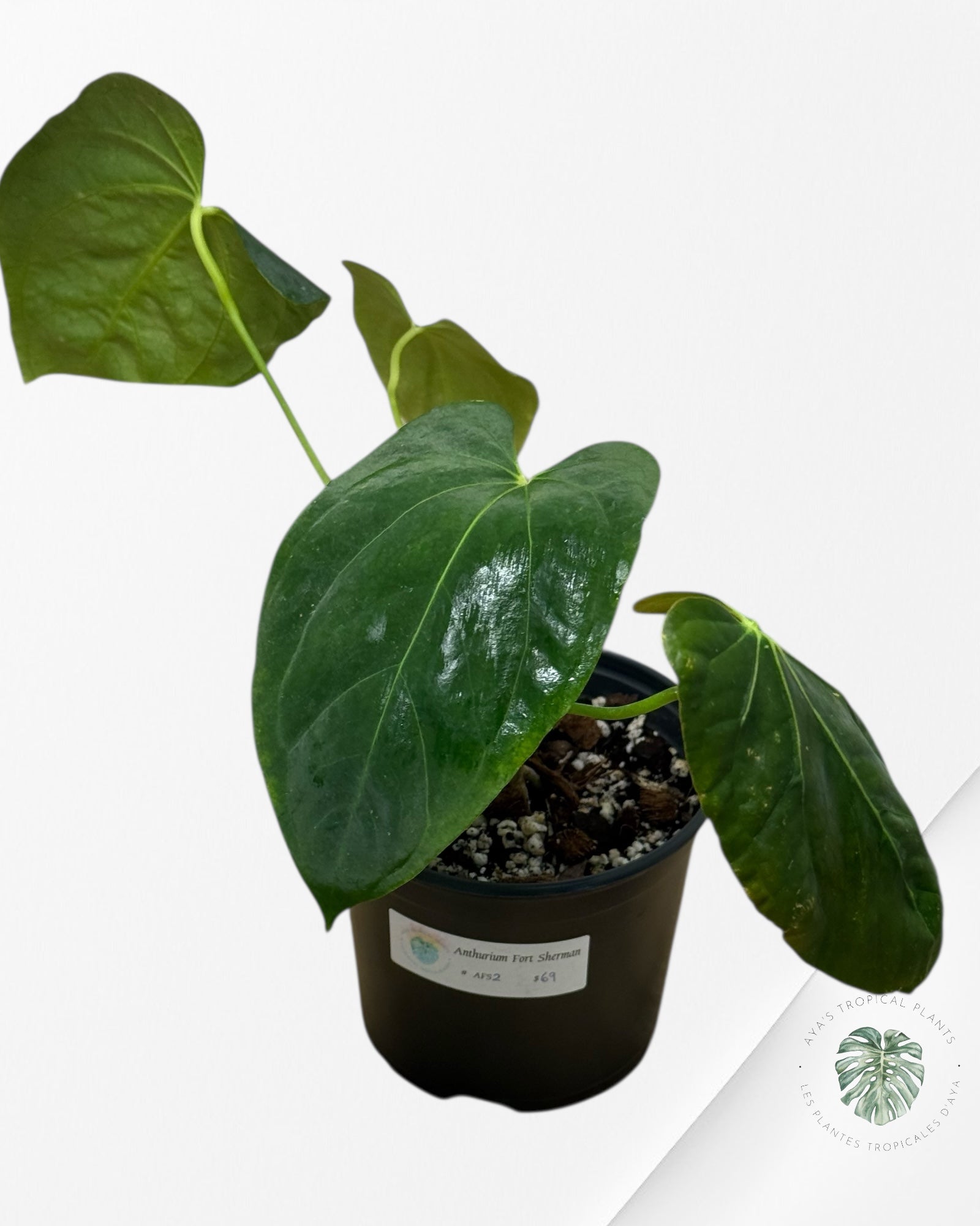 Anthurium 'Ace of Spades' x papillilaminum Fort Sherman'  - AFS2