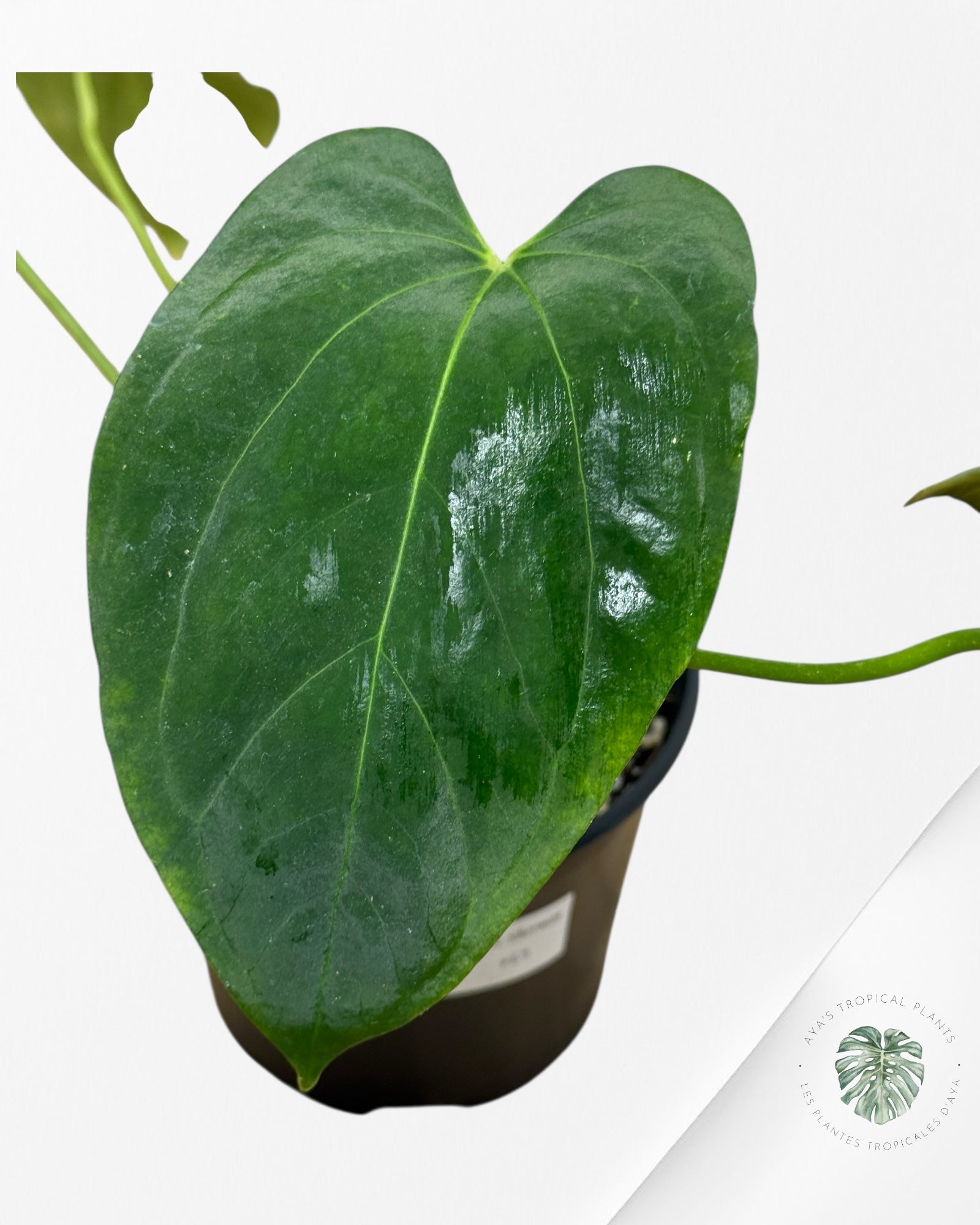 Anthurium 'Ace of Spades' x papillilaminum Fort Sherman'  - AFS2