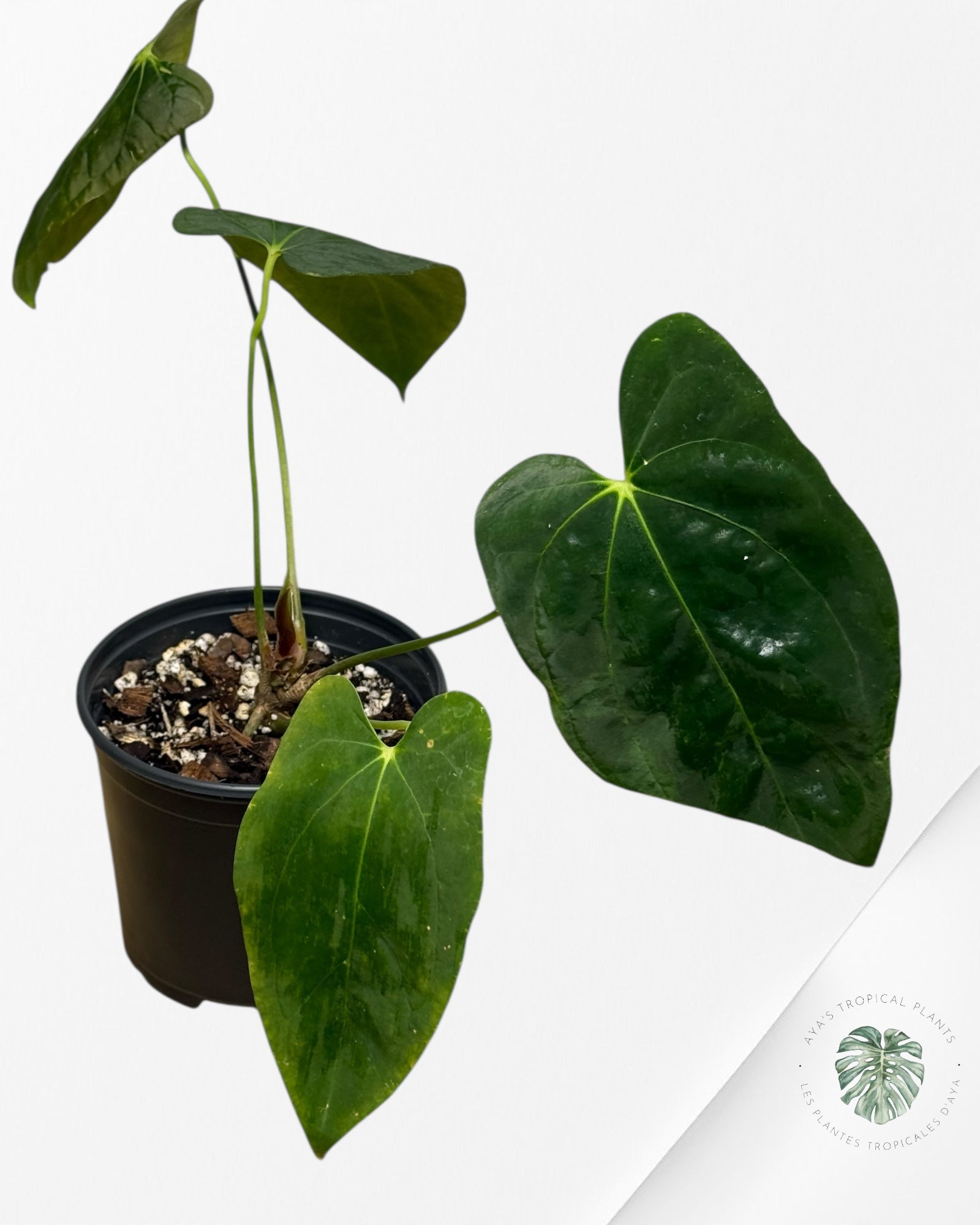 Anthurium 'Ace of Spades' x papillilaminum Fort Sherman'  - AFS2