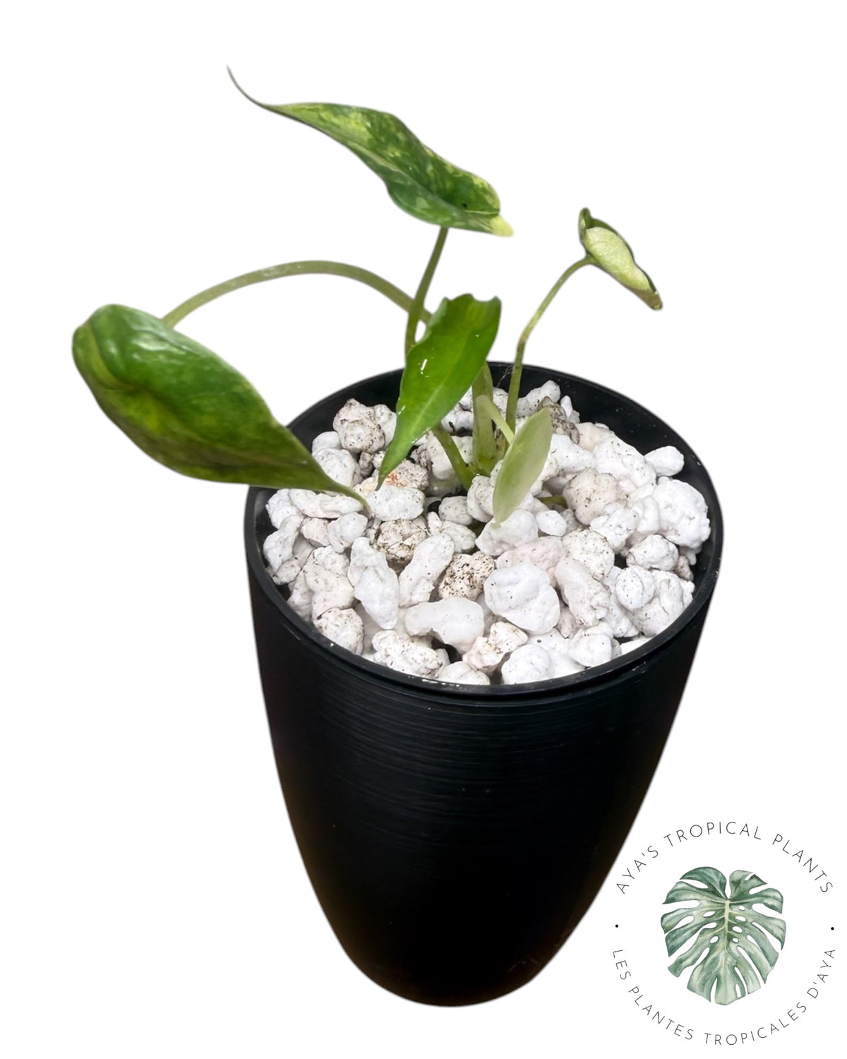 Alocasia Heterophylla "Dragons Breath" Aurea Variegated