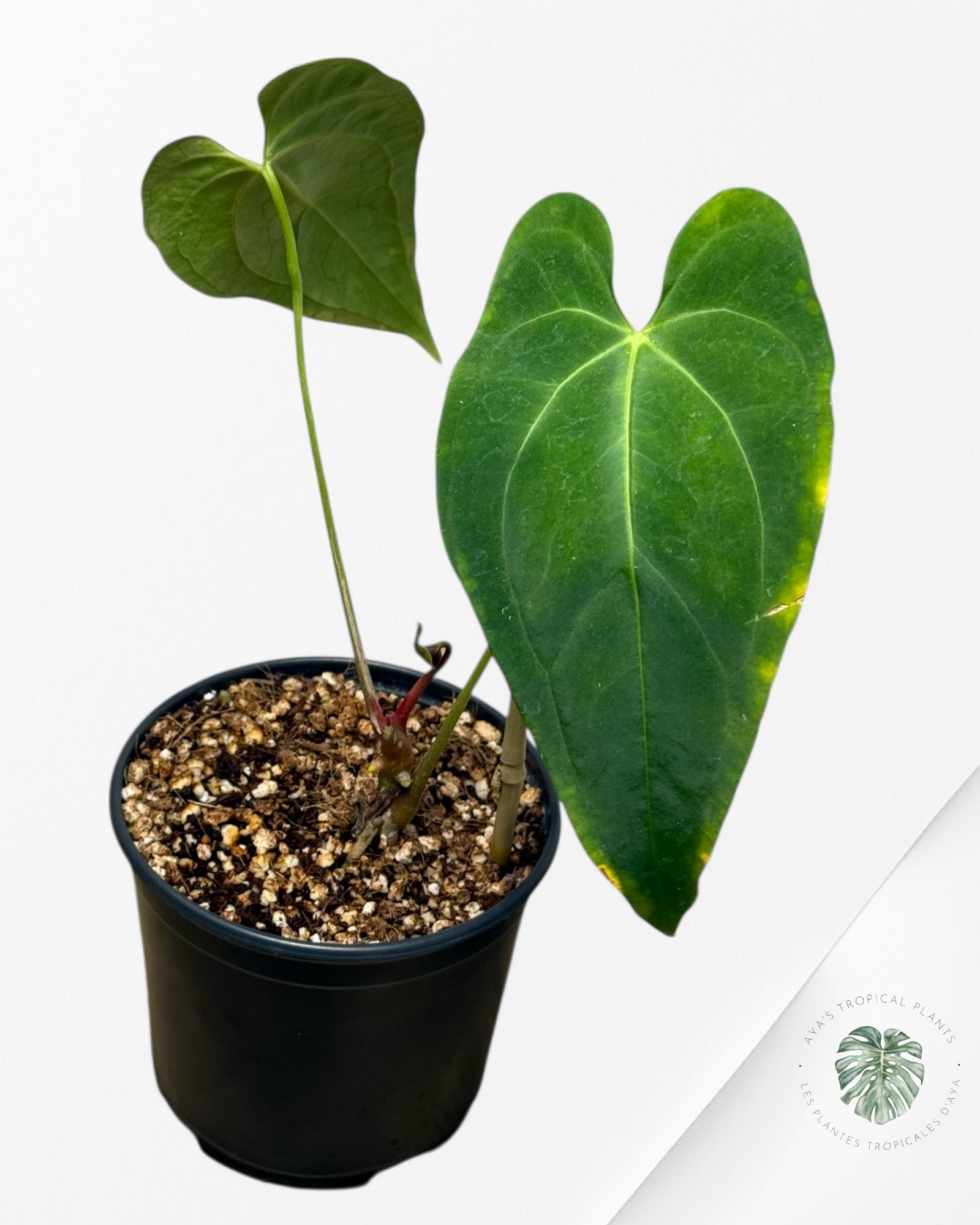 Anthurium 'Ace of Spades' x papillilaminum Fort Sherman'  - AF4