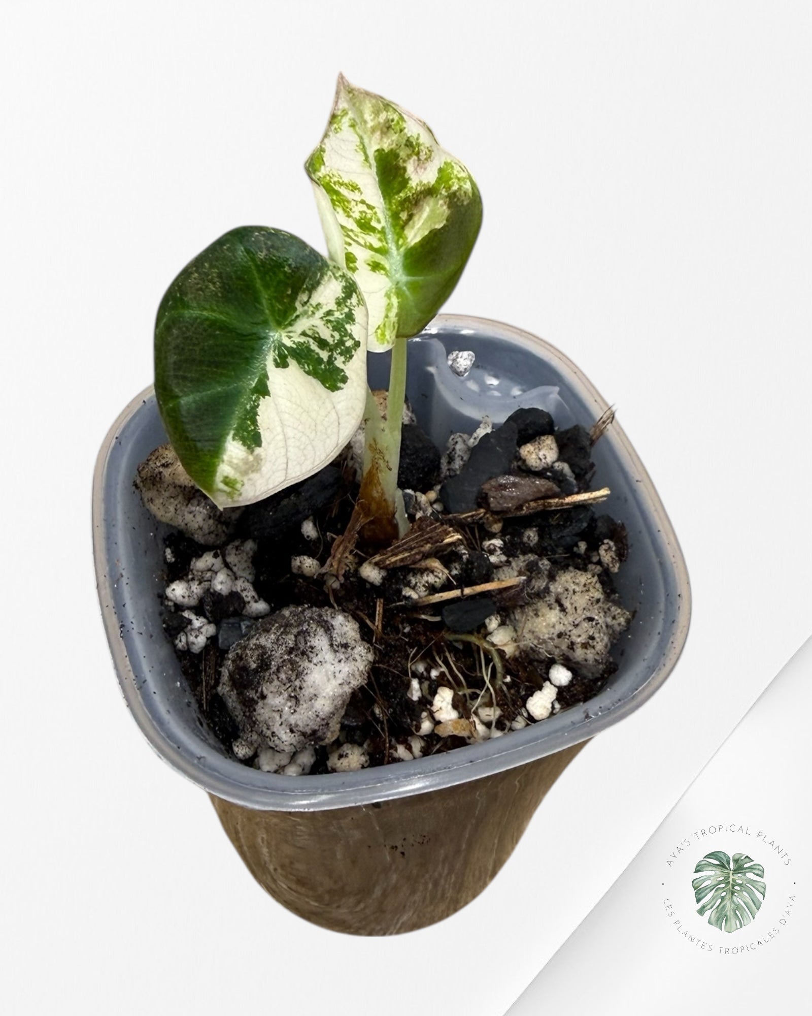 Alocasia Black Velvet Pink | Rare TC Plant| Aya's Tropical Plants