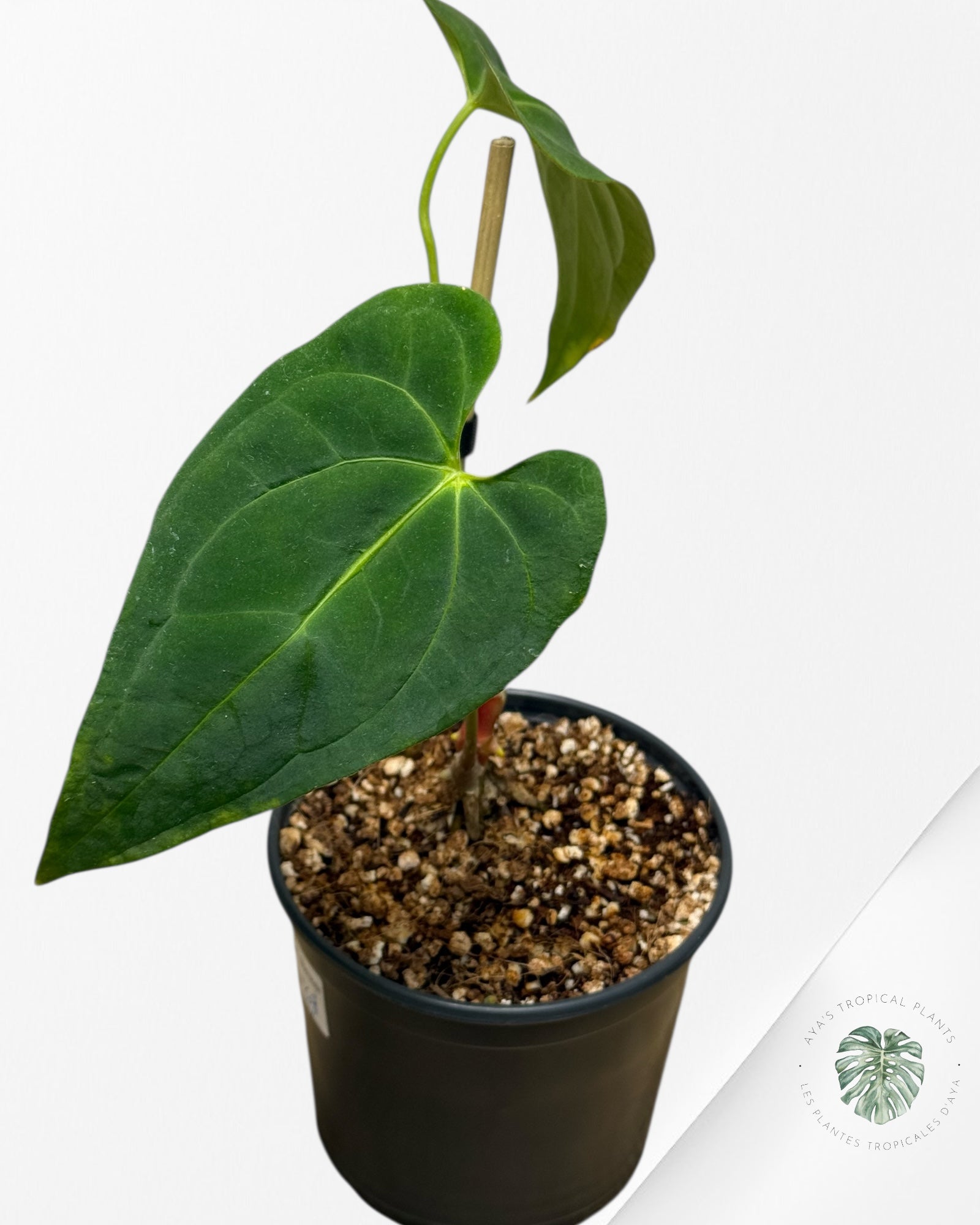 Anthurium 'Ace of Spades' x papillilaminum Fort Sherman'  - AF4