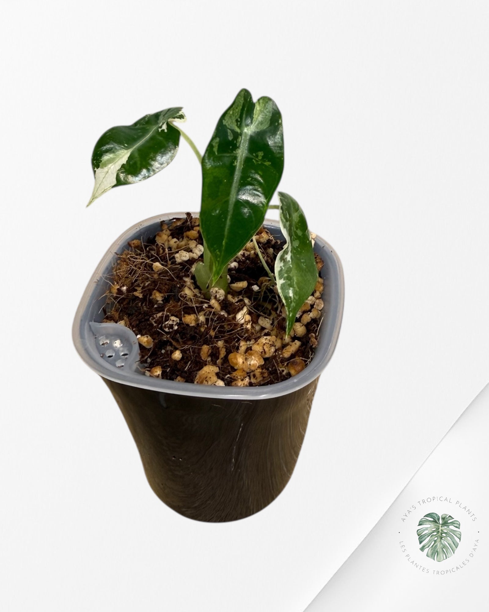 Alocasia Bambino Variagated| Rare TC Plant| Aya's Tropical Plants