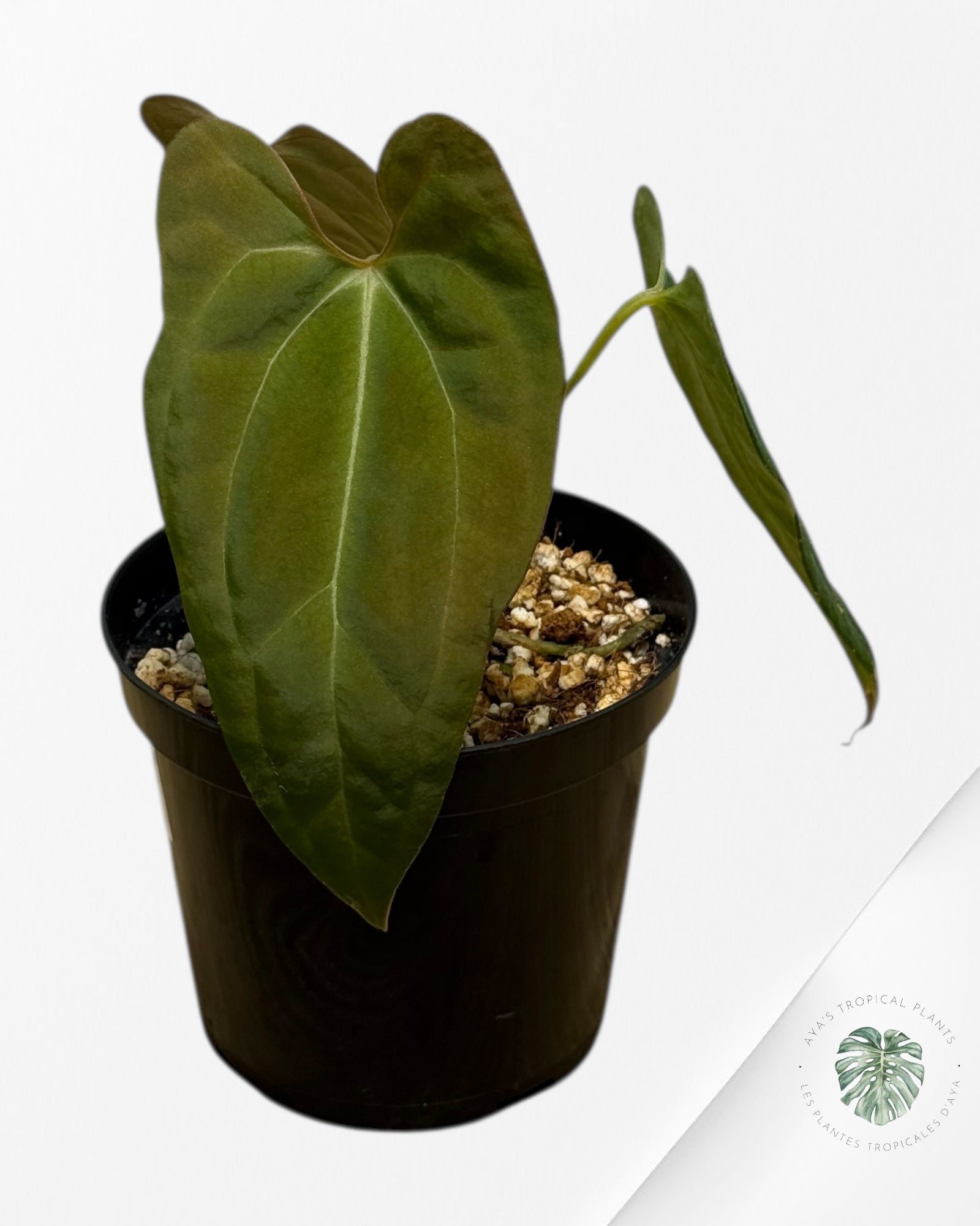 Anthurium 'Ace of Spades' x papillilaminum Fort Sherman'  - 630