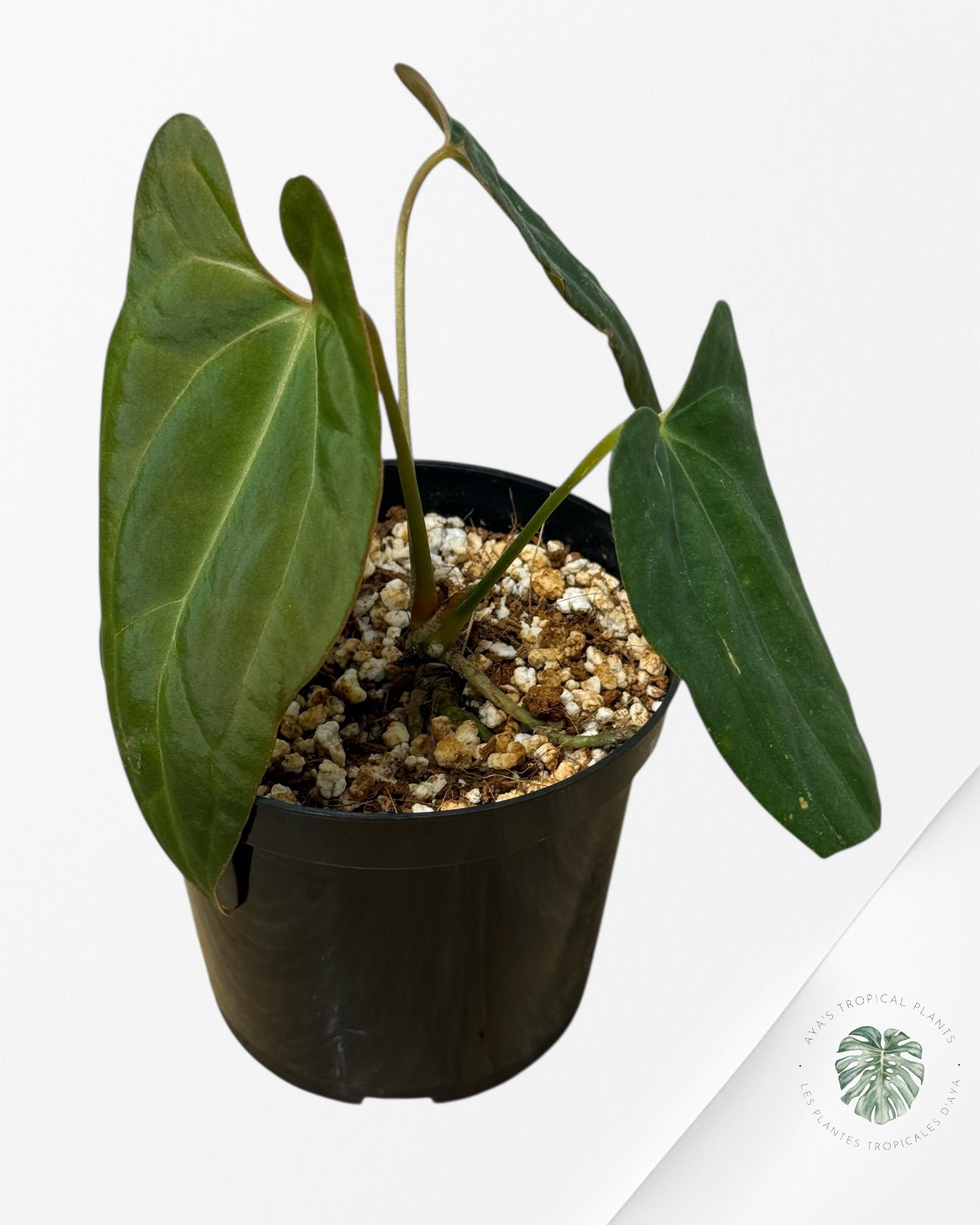 Anthurium 'Ace of Spades' x papillilaminum Fort Sherman'  - 630