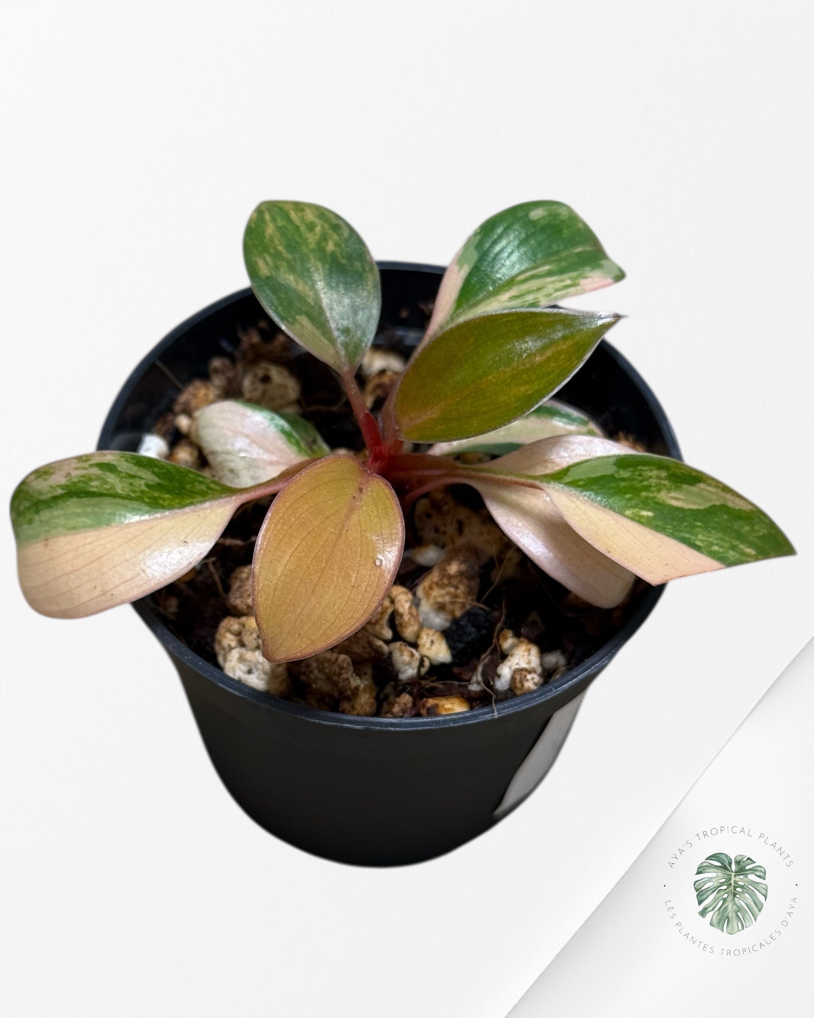 Philodendron Rouge Congo Variegata-13F