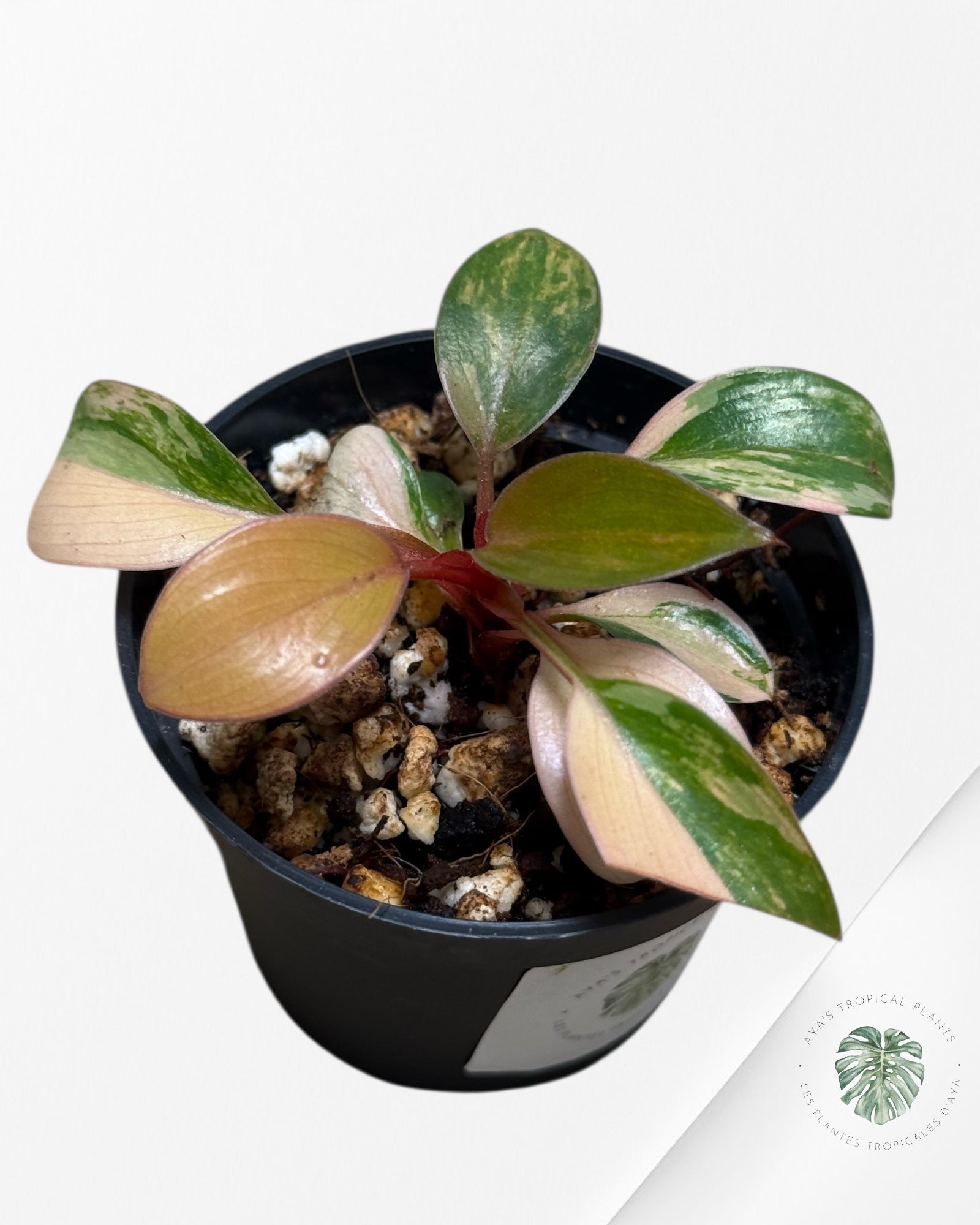 Philodendron Rouge Congo Variegata-13F
