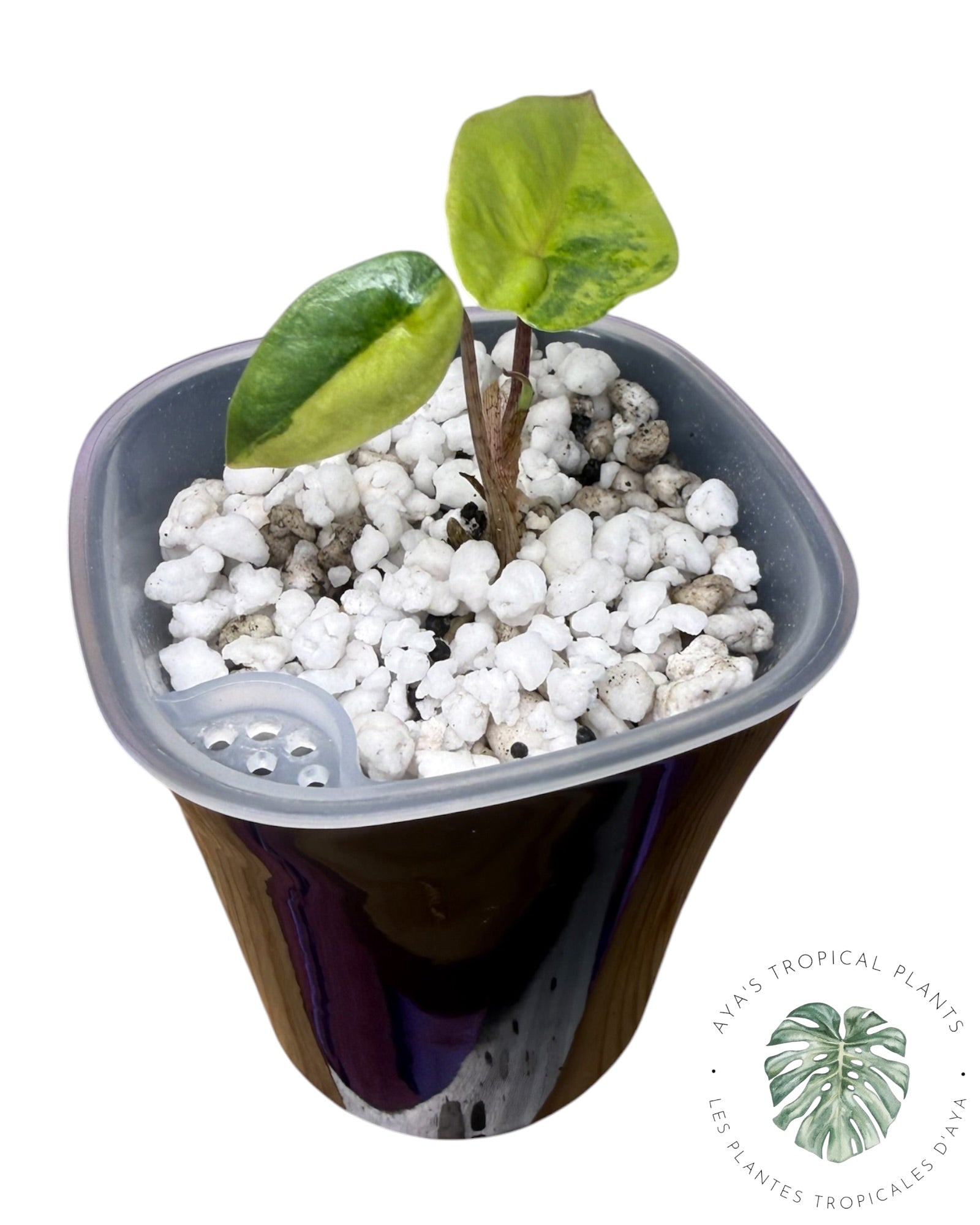 Alocasia Heterophylla Metallic Blue Aurea Variegated