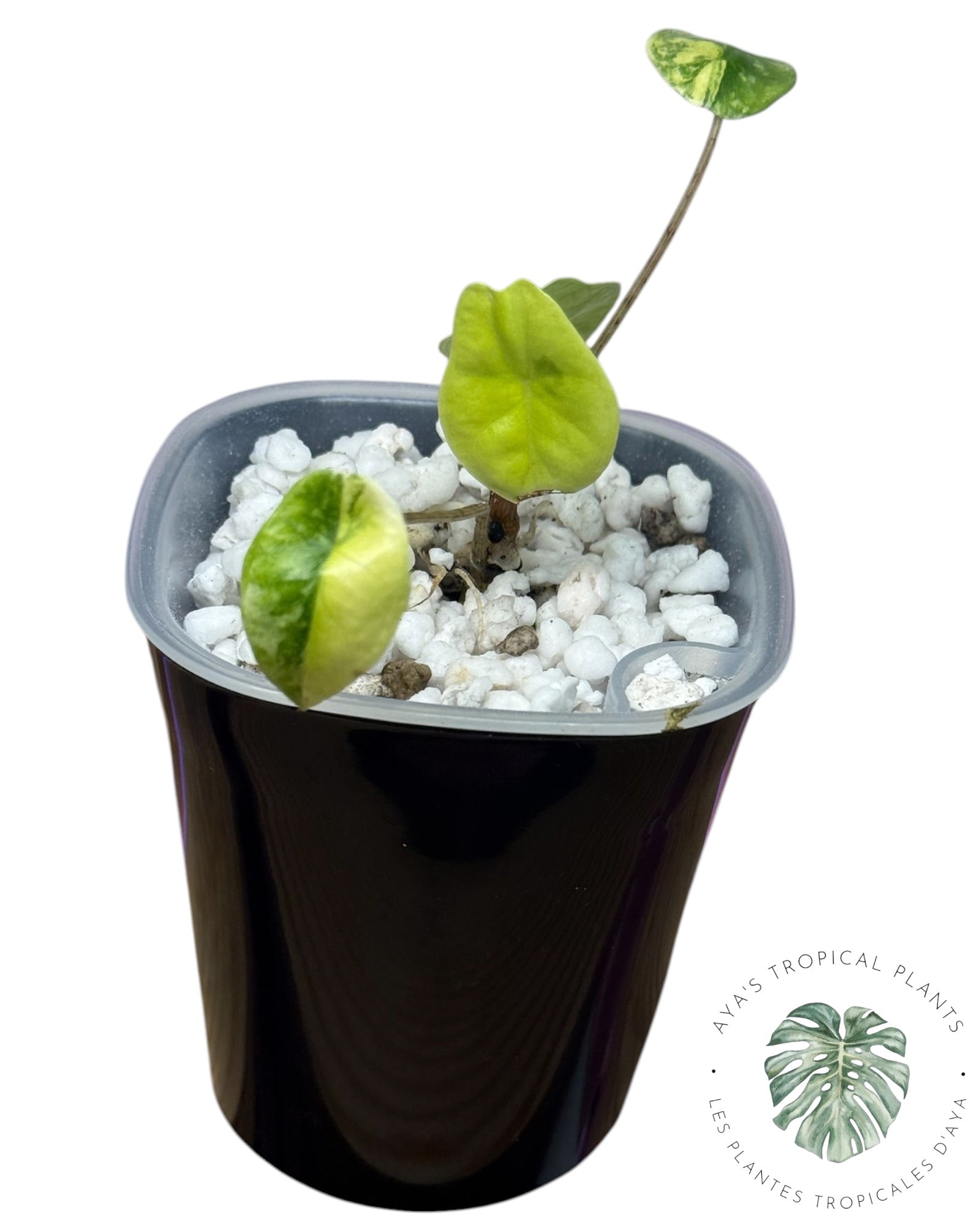 Alocasia Heterophylla Metallic Blue Aurea Variegated