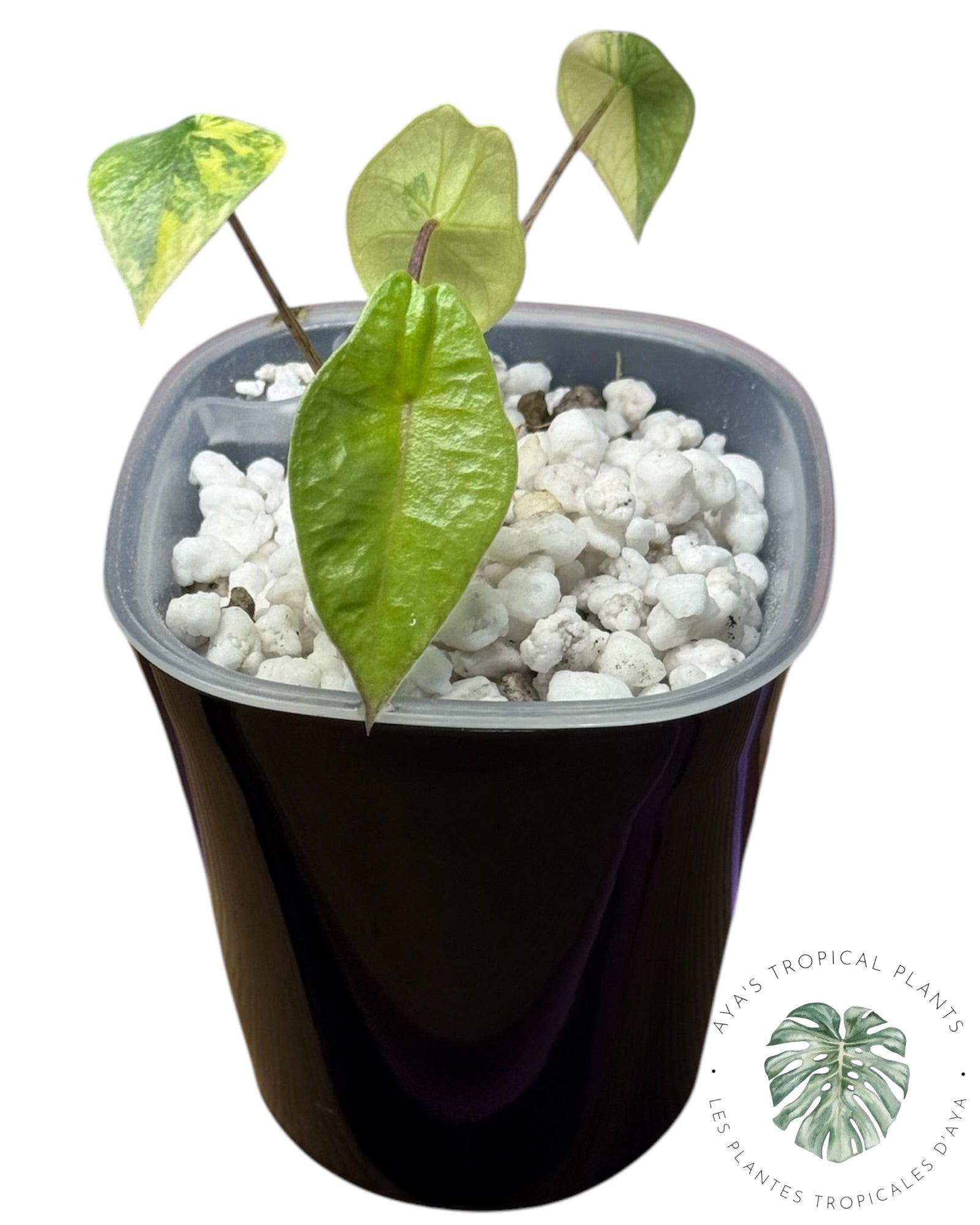 Alocasia Heterophylla Metallic Blue Aurea Variegated