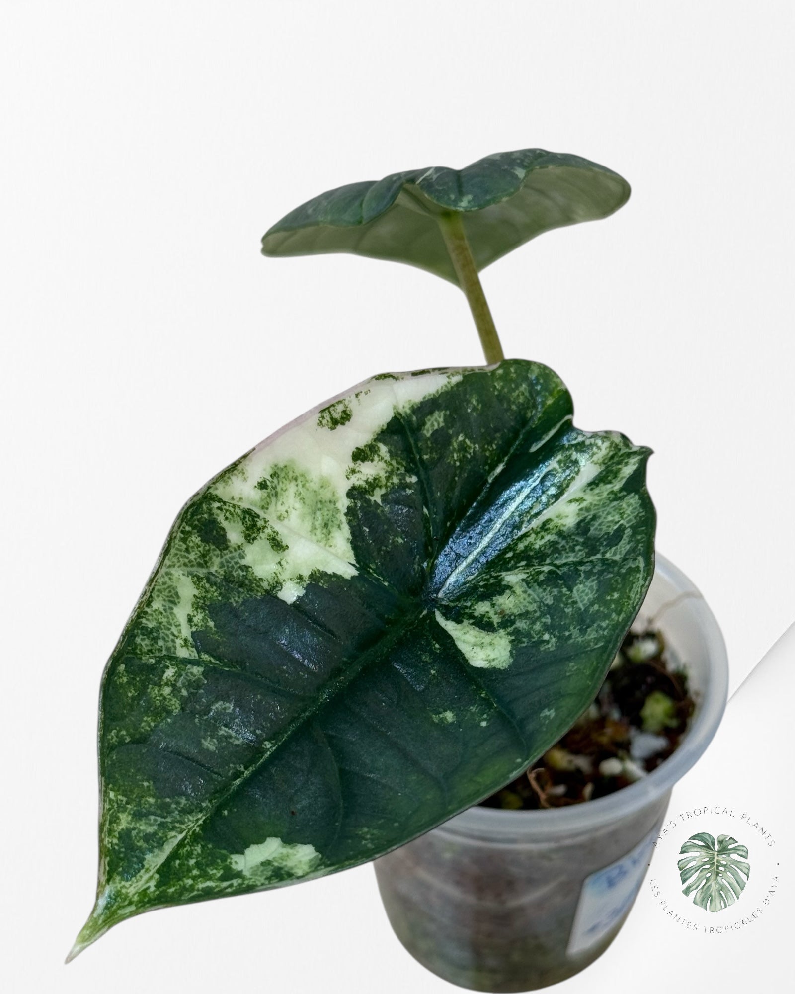 Alocasia Bisma sp. 'Platinum' Albo Variegated - 3040