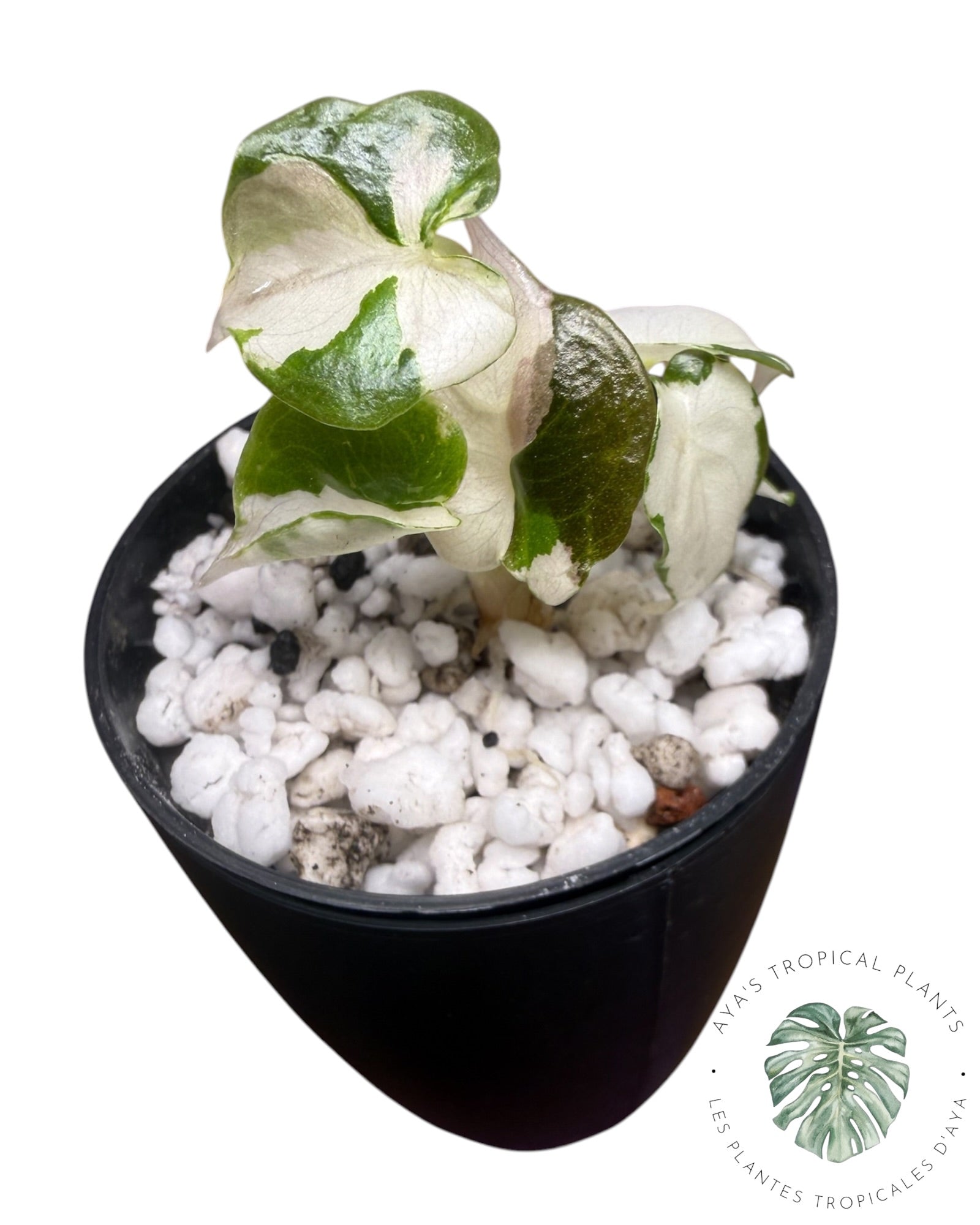 Alocasia Cuprea Pink Albo Variegated