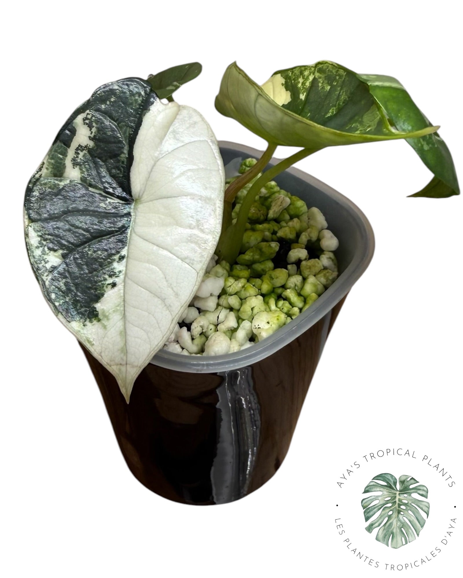 Alocasia Bisma Platinum Albo Variegated