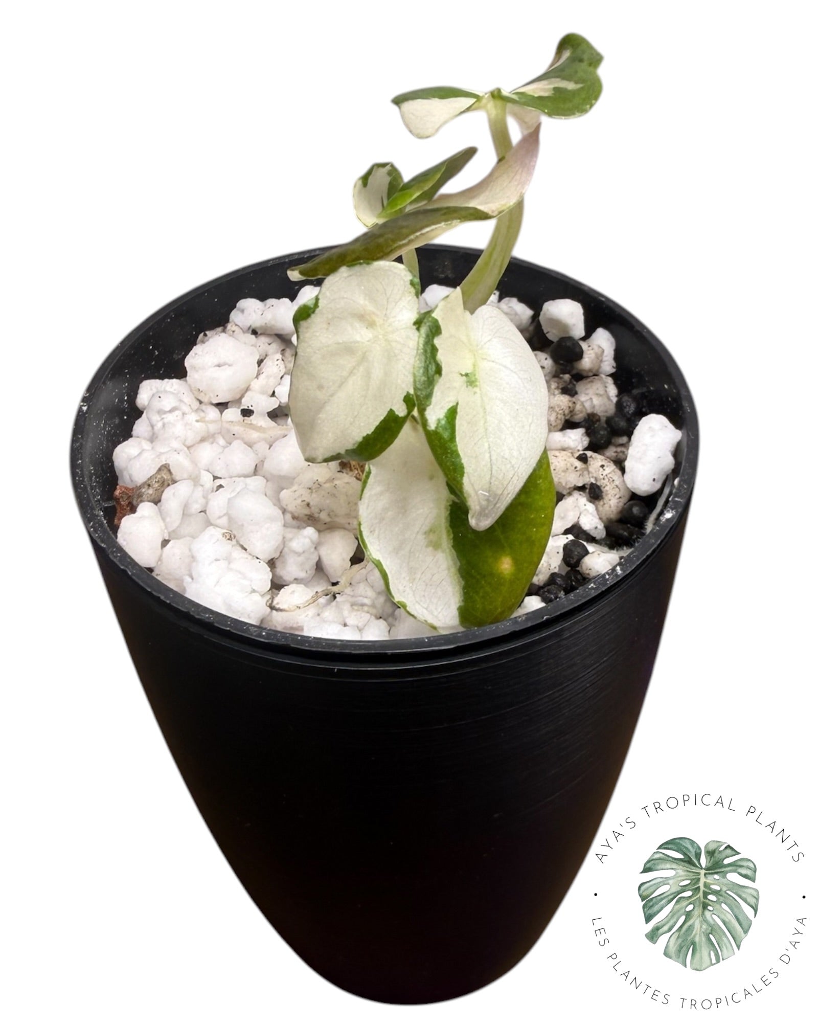 Alocasia Cuprea Pink Albo Variegated