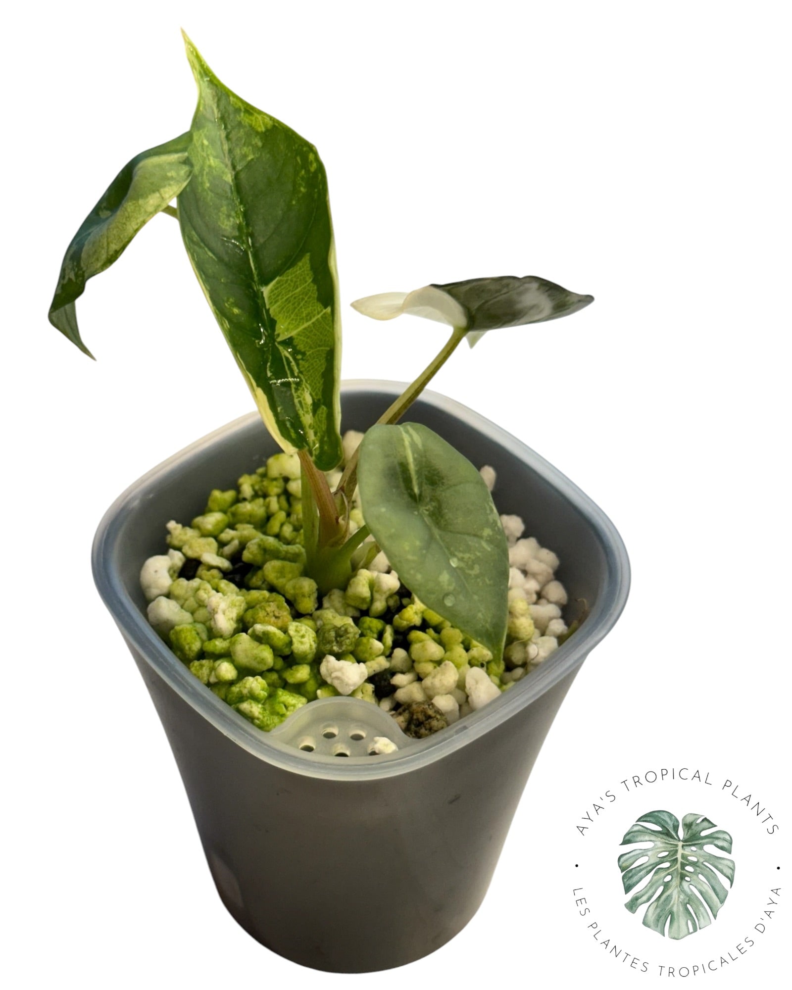 Alocasia Bisma Platinum Albo Variegated