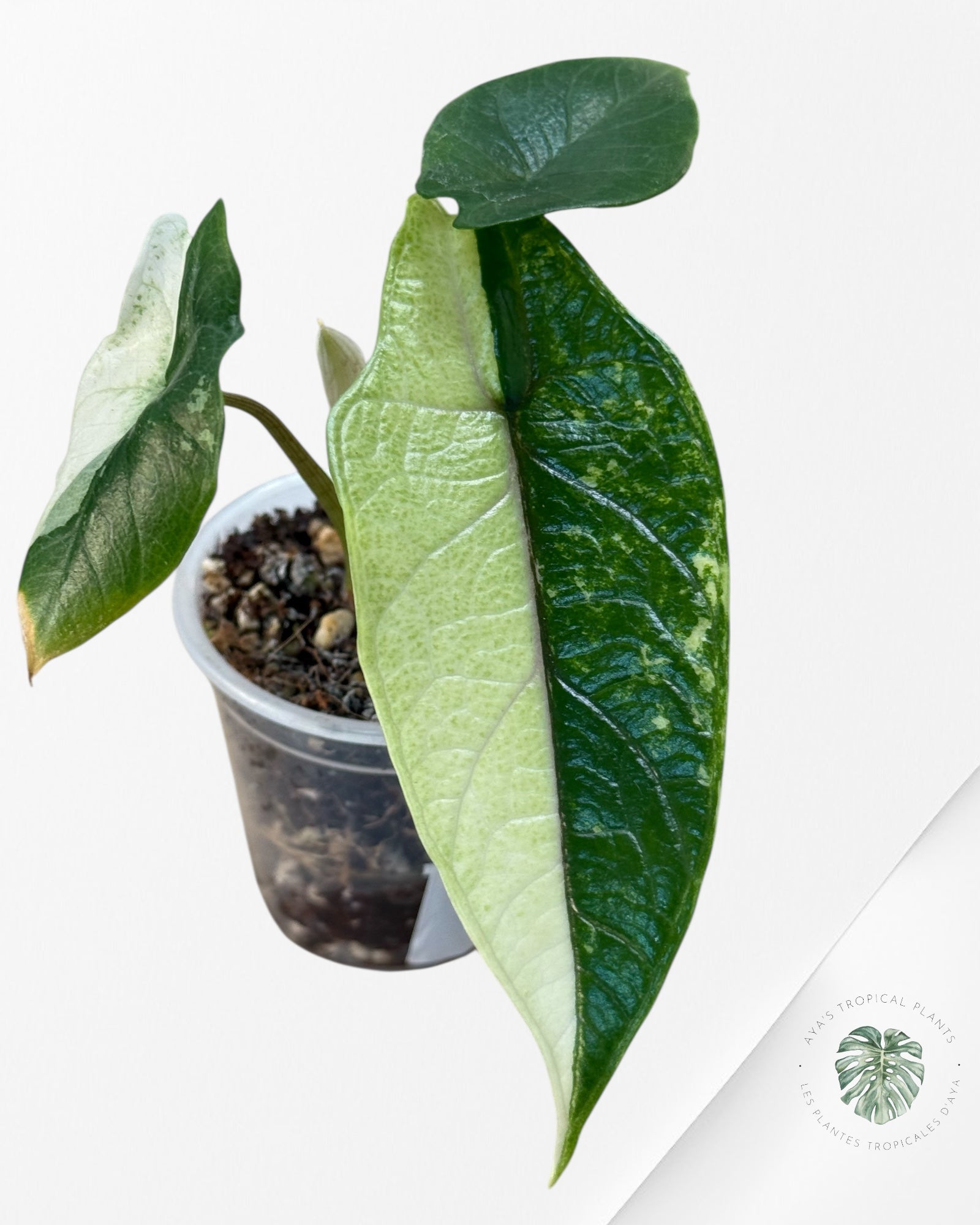 Alocasia Bisma sp. 'Platinum' Albo Panaché - 13E