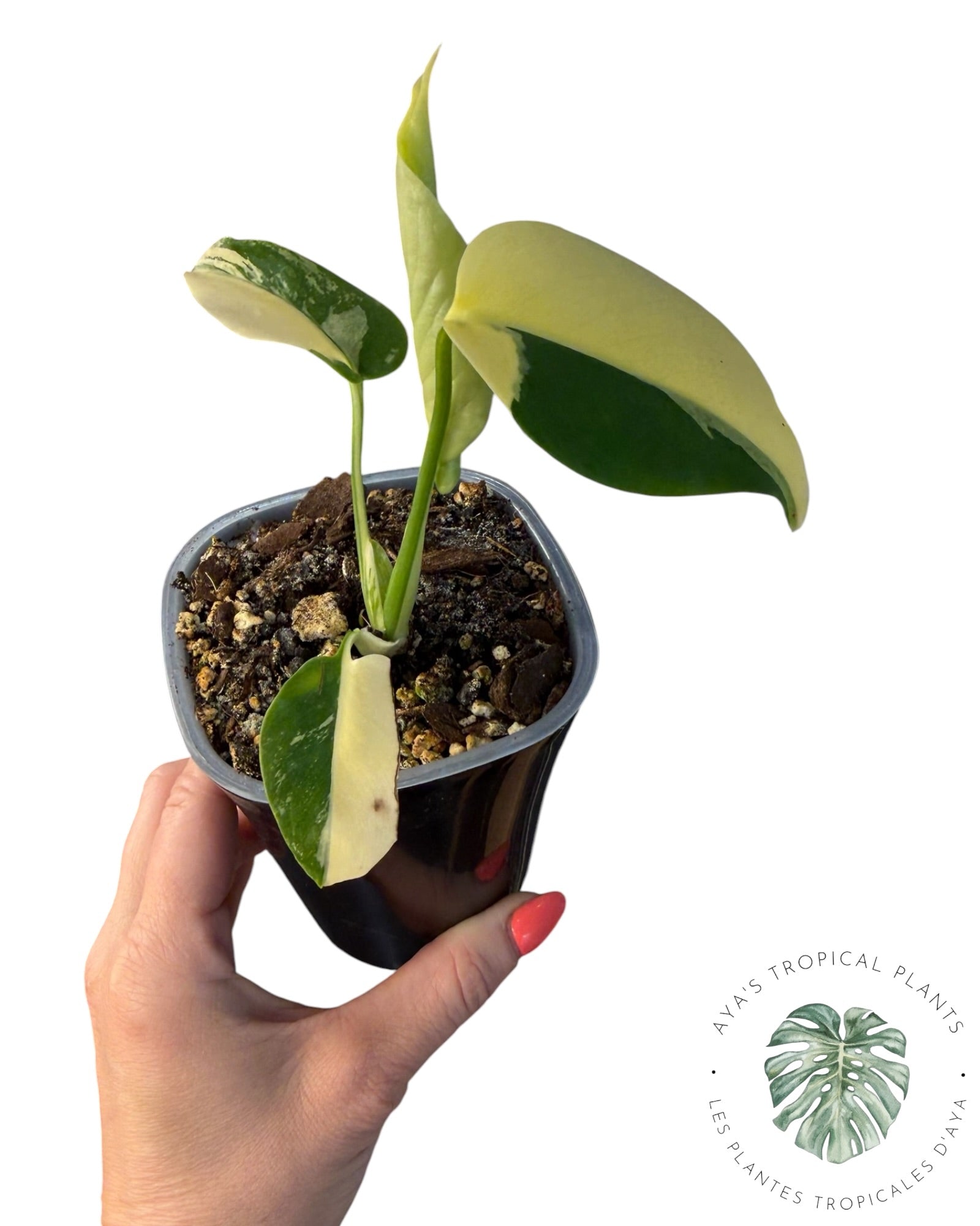 Monstera Deliciosa Pom Pom’