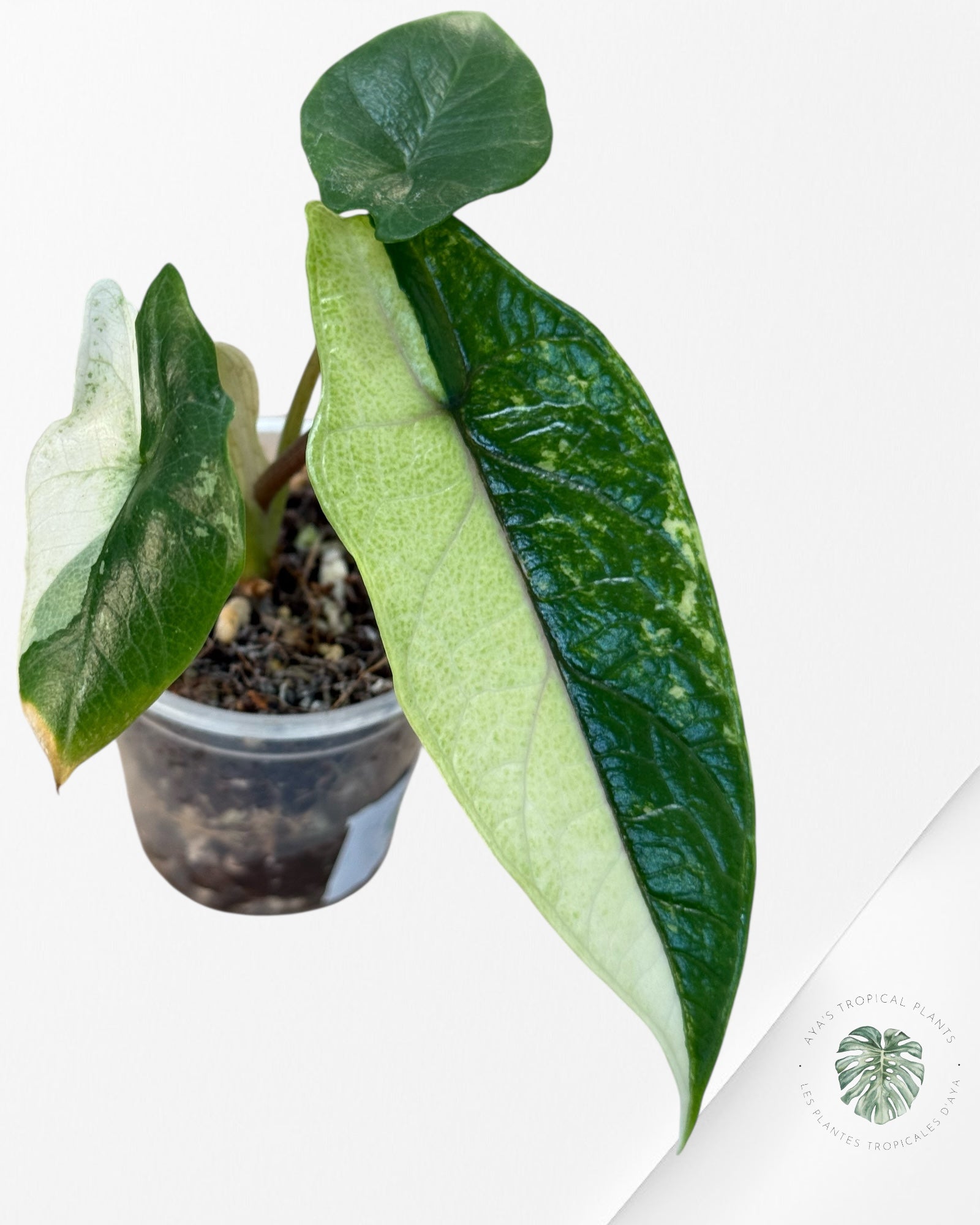 Alocasia Bisma sp. 'Platinum' Albo Panaché - 13E