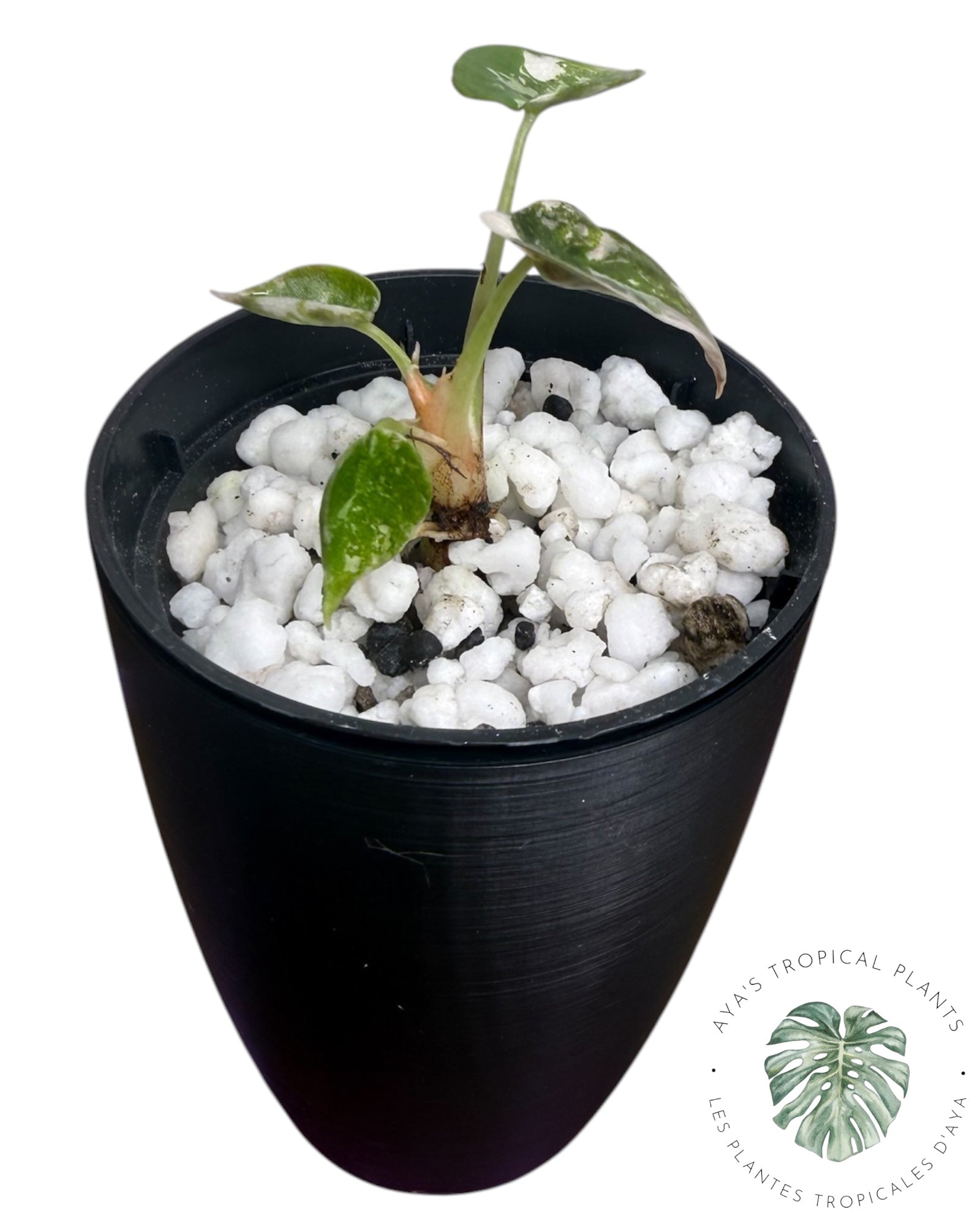 Alocasia Cuprea Pink Albo Variegated