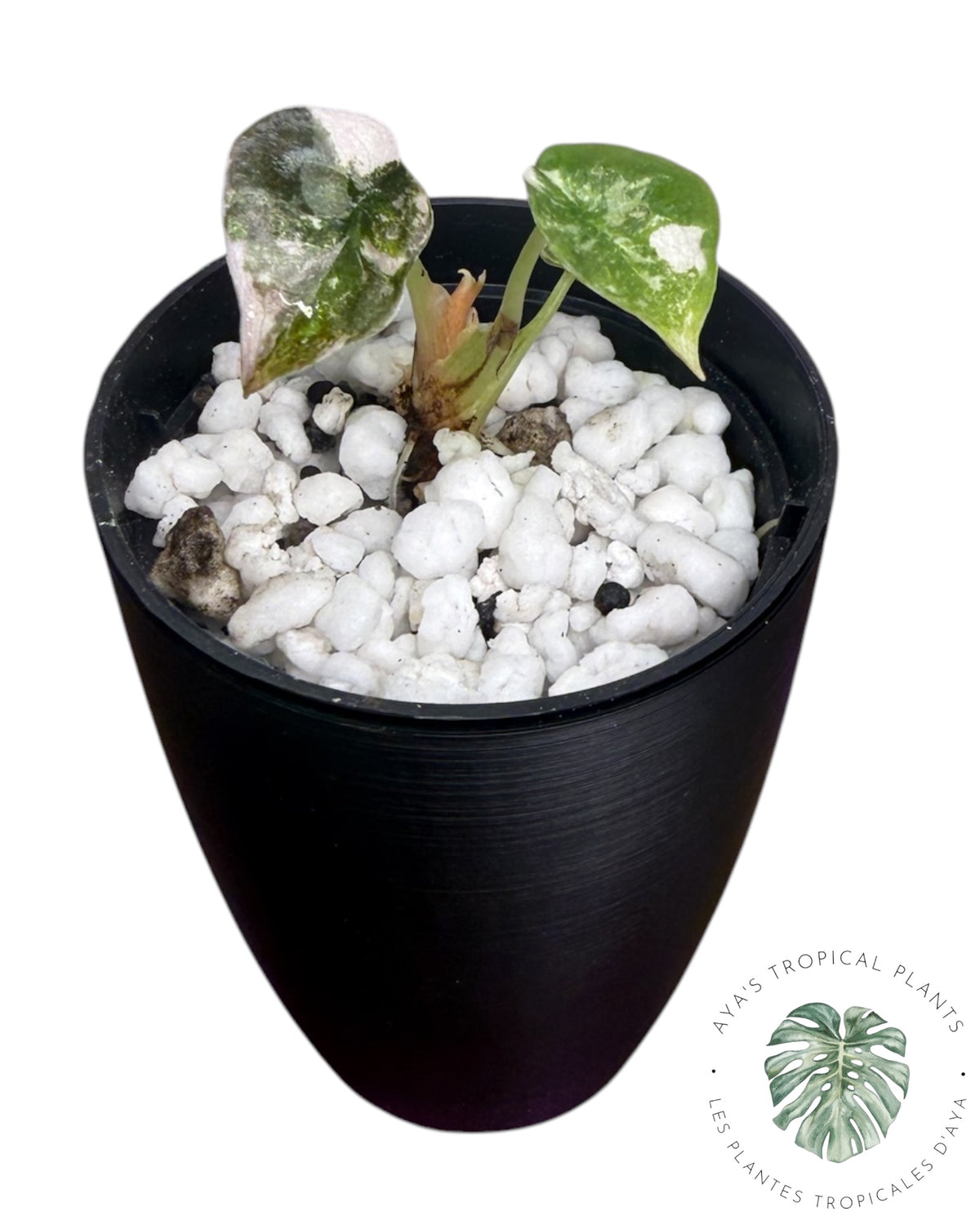 Alocasia Cuprea Pink Albo Variegated