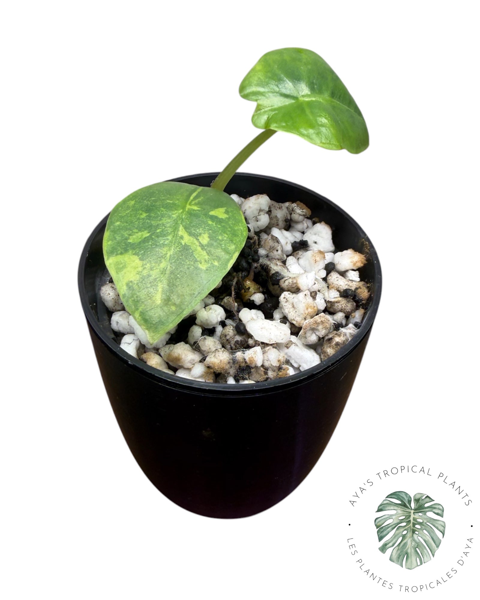 Alocasia Reginae Aurea