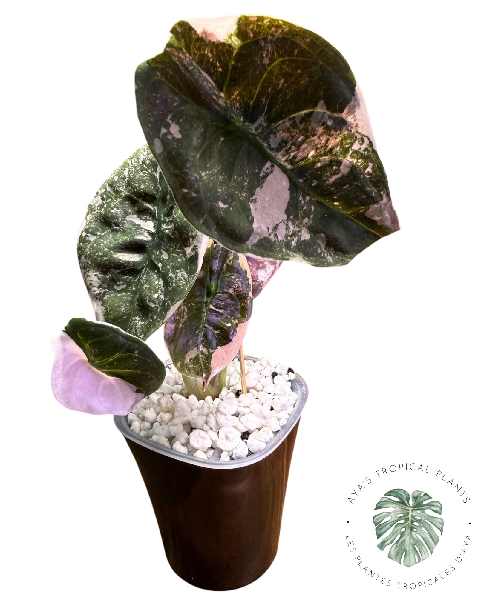 Alocasia Cuprea Pink Albo Variegated