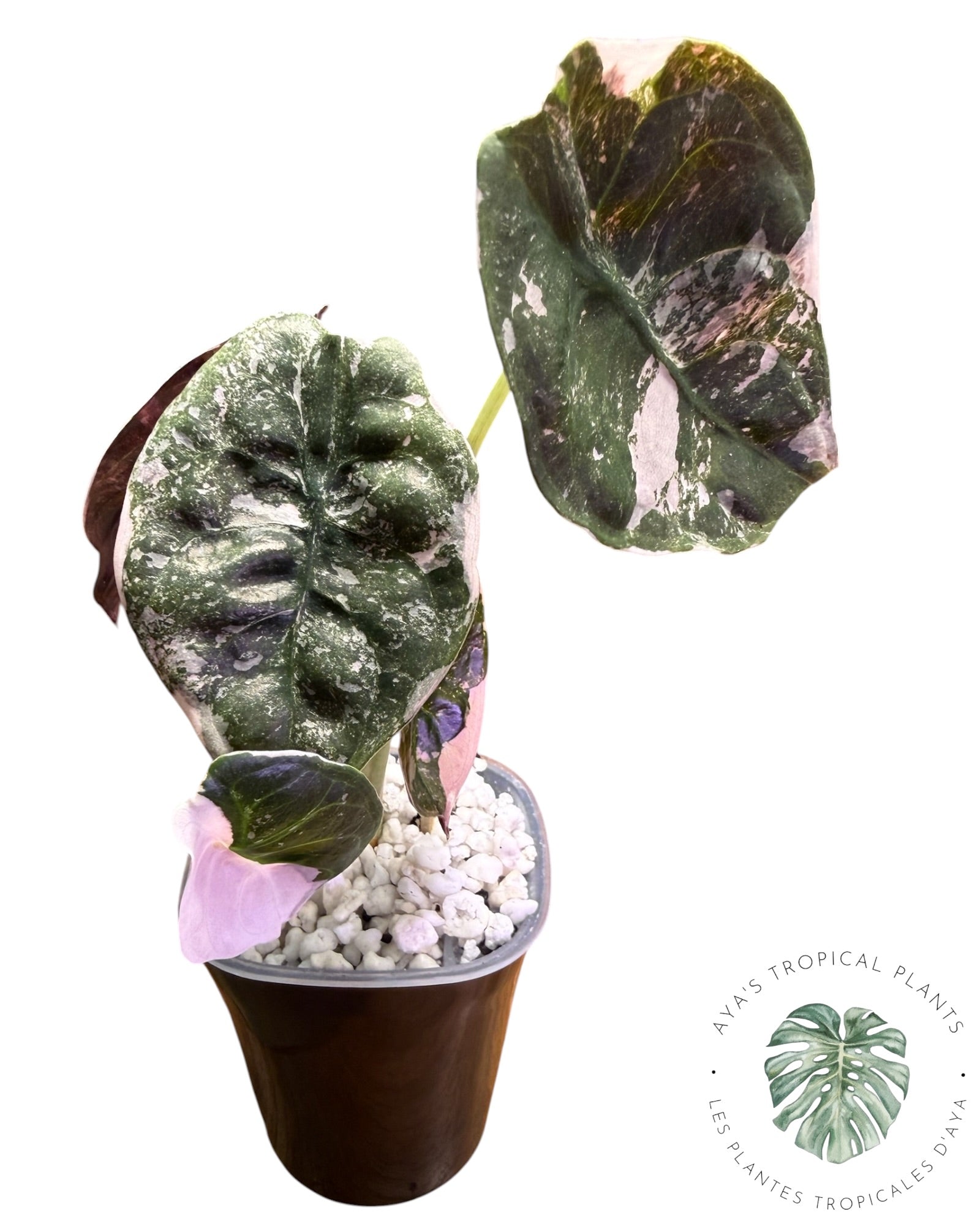 Alocasia Cuprea Pink Albo Variegated