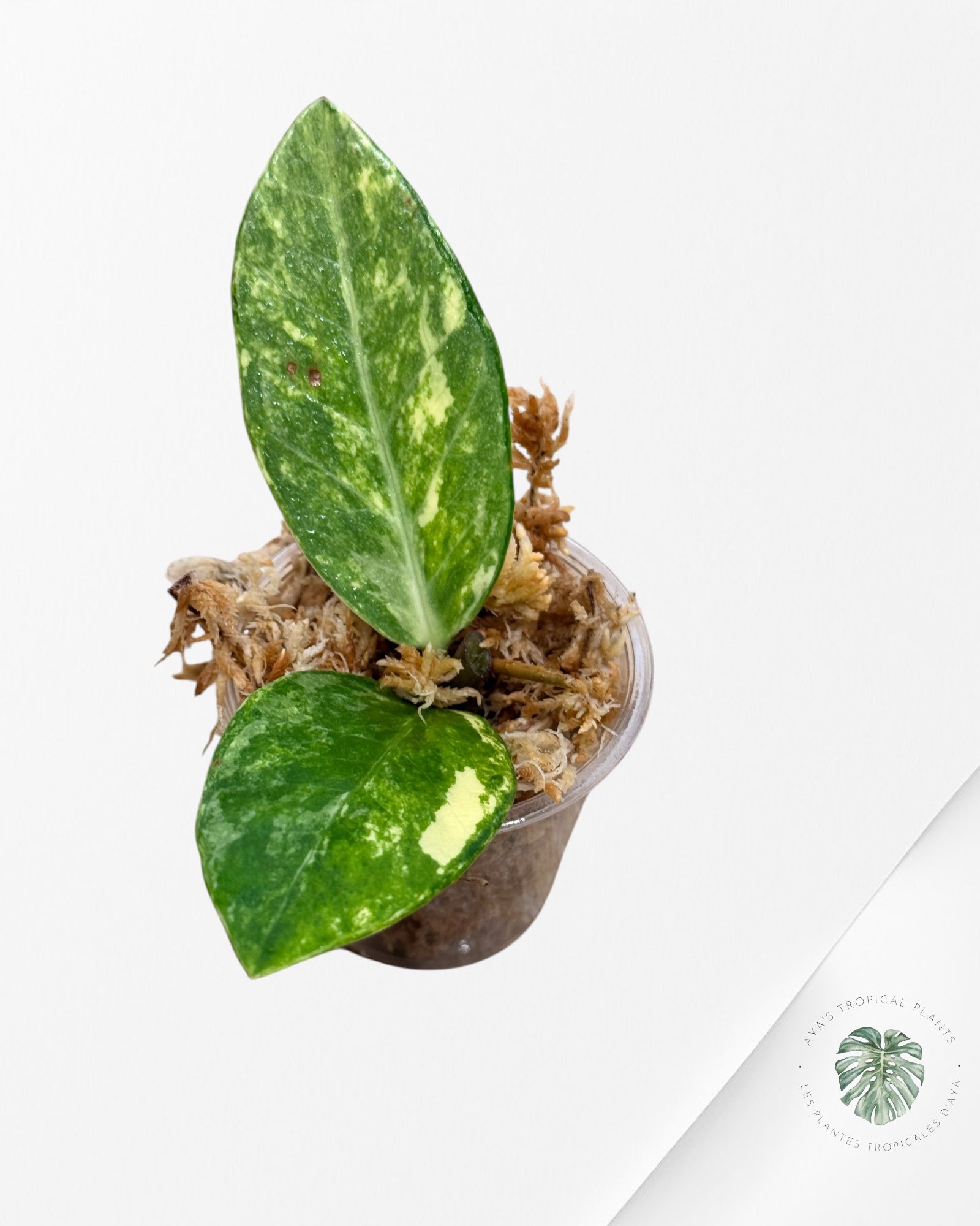 Zamioculcas Zamiifolia ZZ Variegated - DI