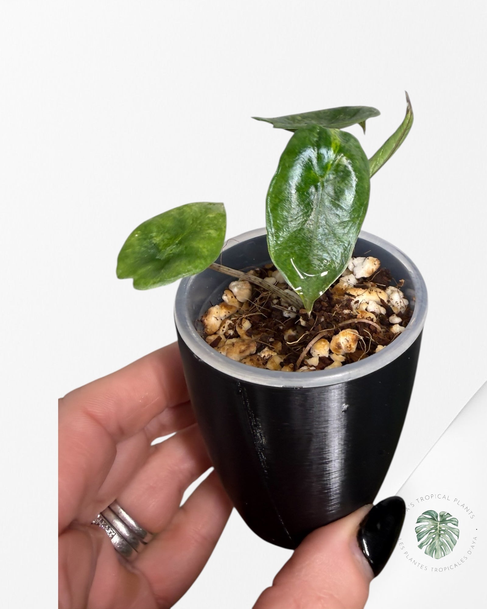 Alocasia Heterophylla Metallic Blue Variegated