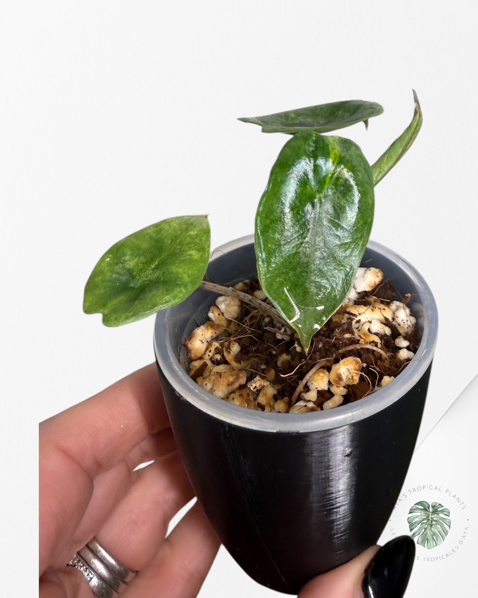 Alocasia Heterophylla Metallic Blue Variegated