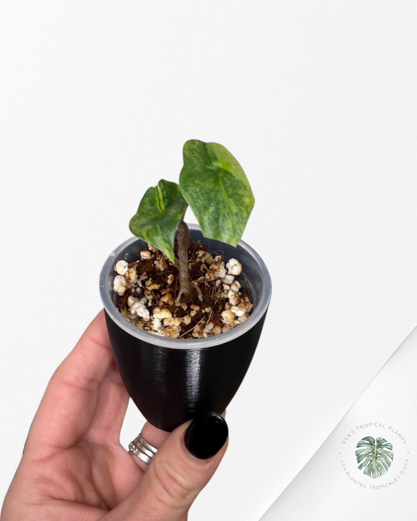 Alocasia Heterophylla Metallic Blue Variegated