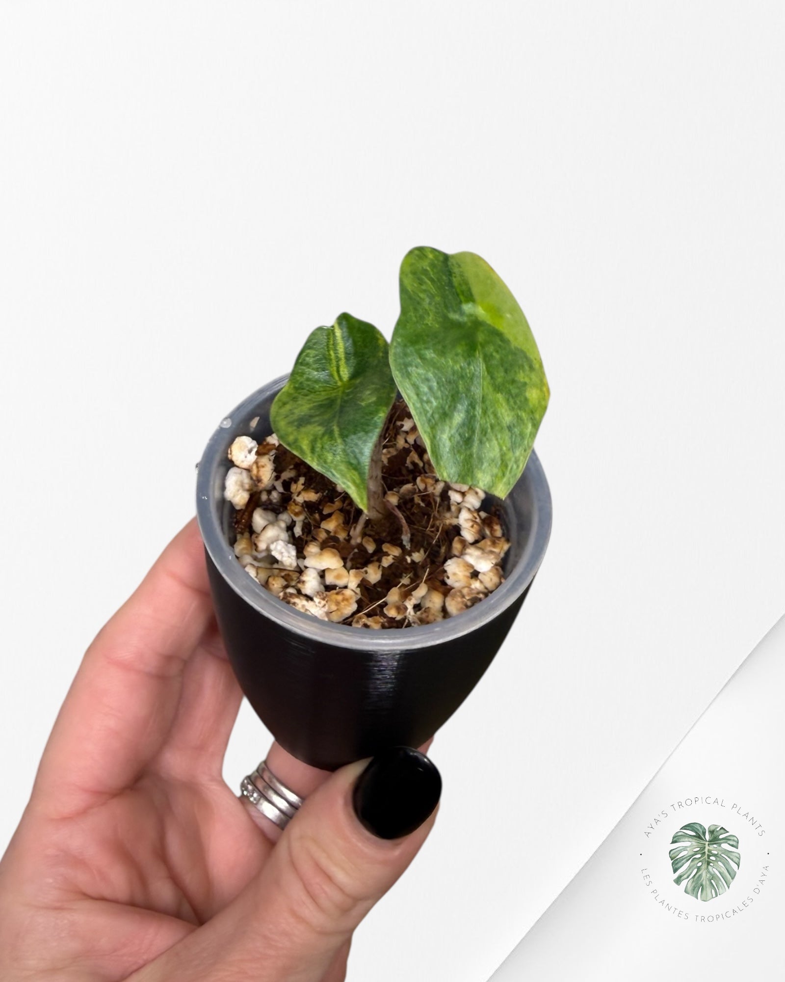 Alocasia Heterophylla Metallic Blue Variegated