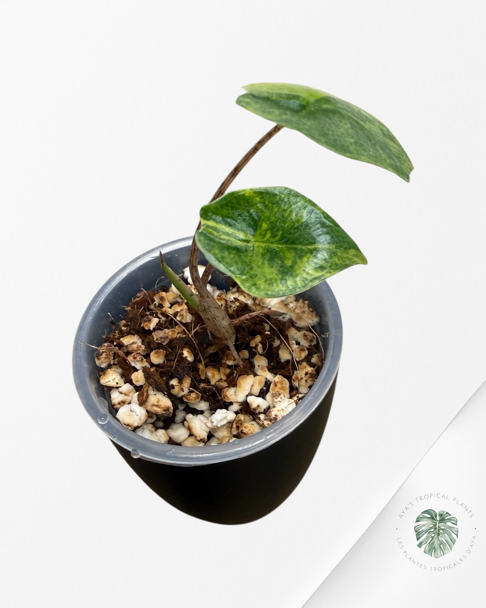 Alocasia Heterophylla Metallic Blue Variegated