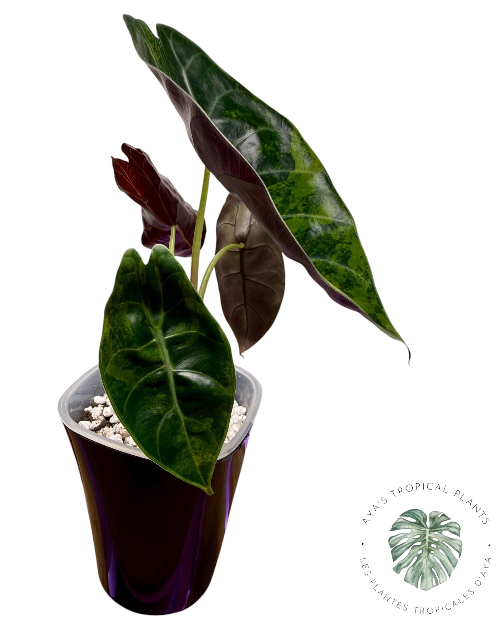 Alocasia Suhirmaniana Aurea (Copie)