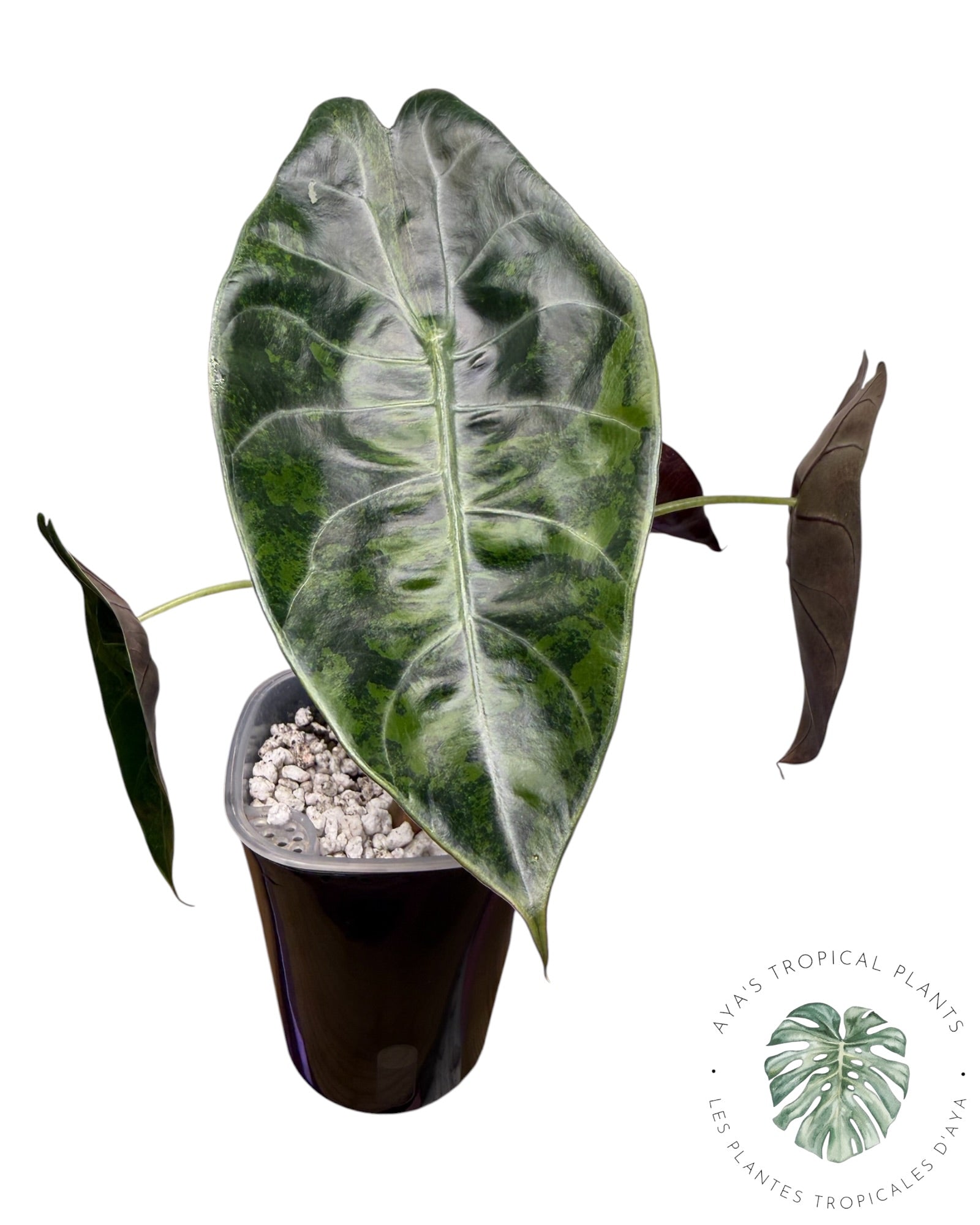 Alocasia Suhirmaniana Aurea (Copie)