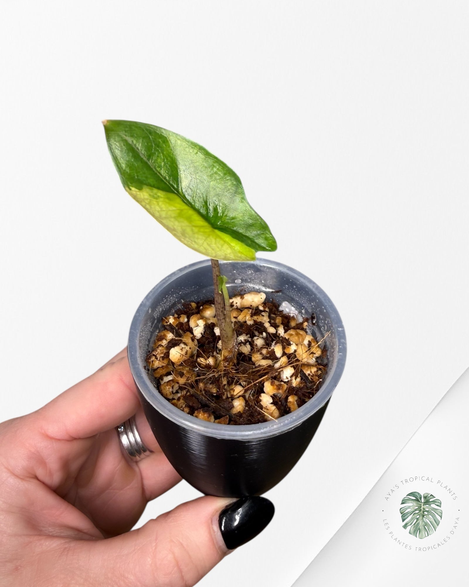 Alocasia Heterophylla Metallic Blue Panaché