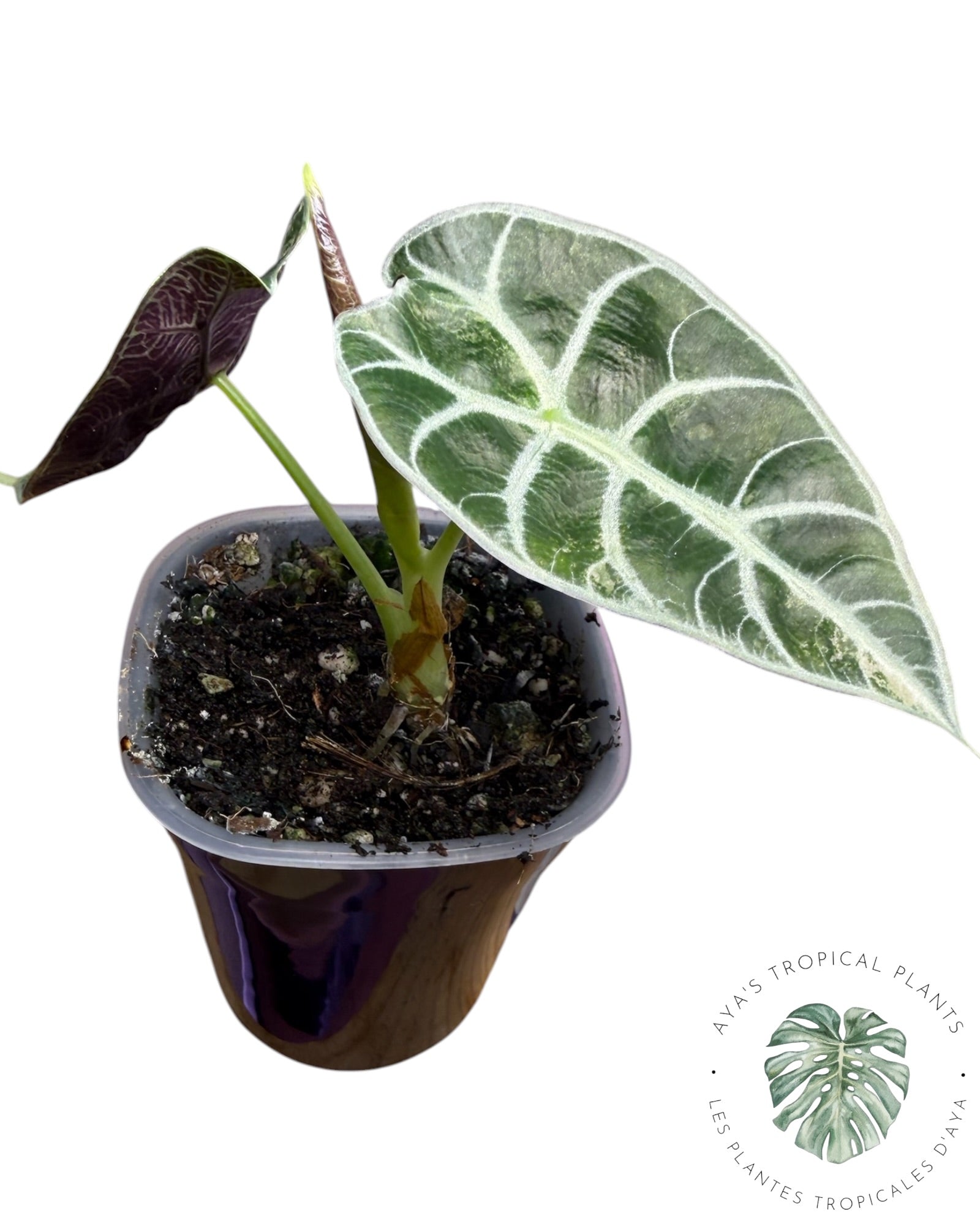 Alocasia Watsoniana Doff. Pink Variegated