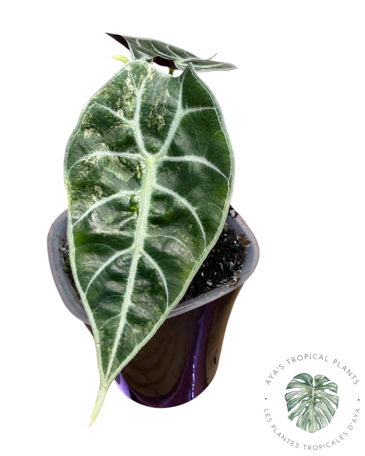 Alocasia Watsoniana Doff. Pink Variegated