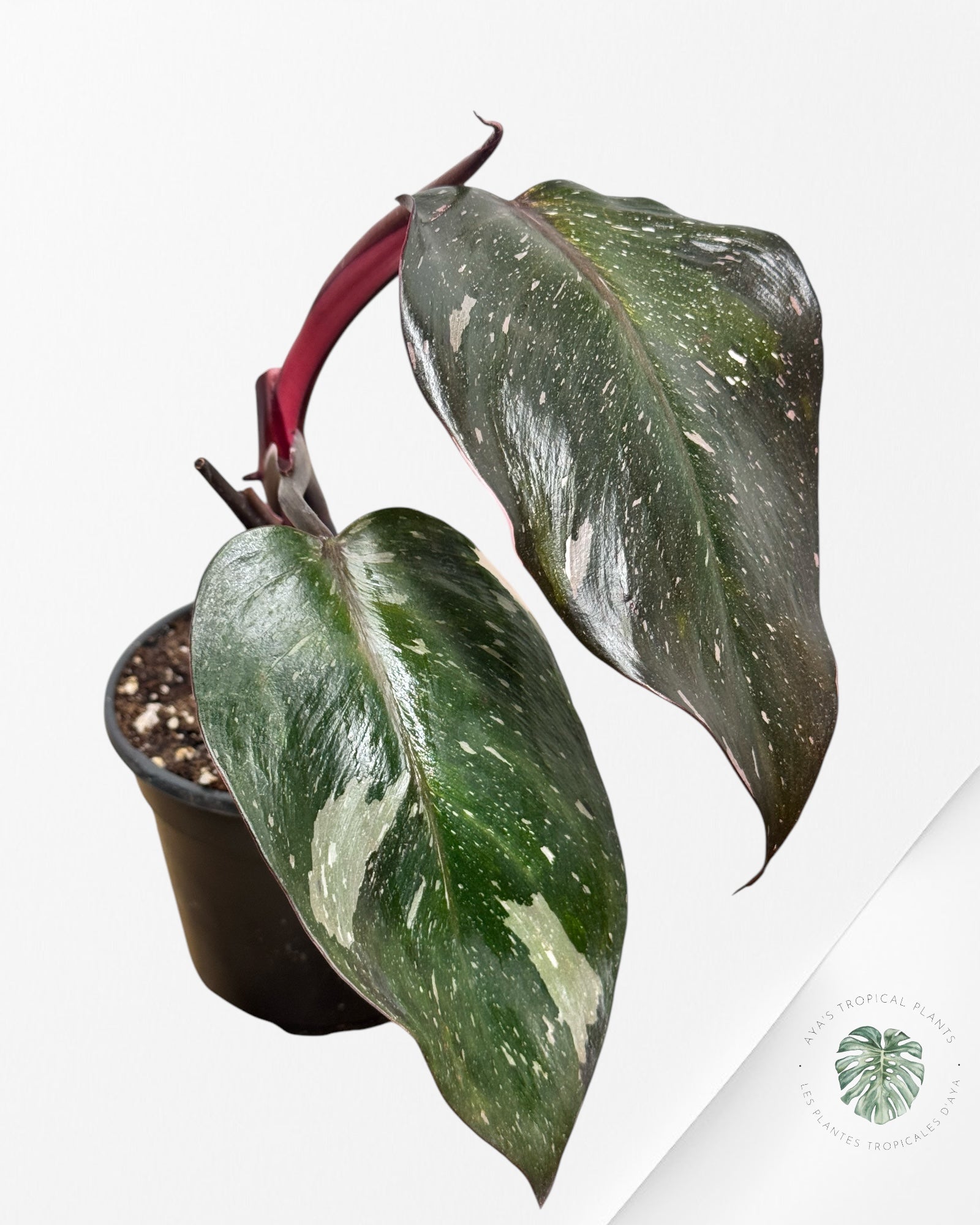 Philodendron Red Anderson - DI7