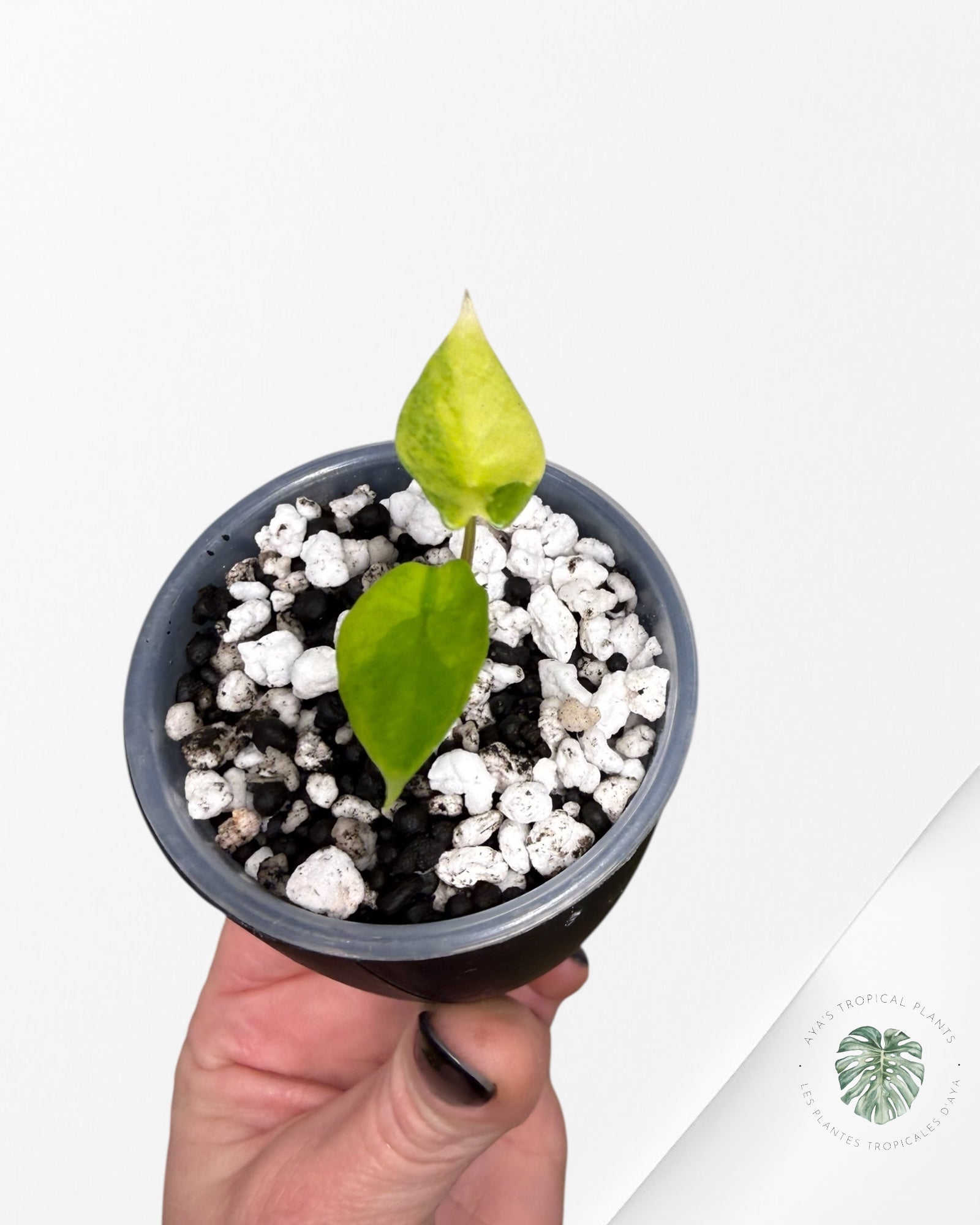 Alocasia Scalprum Aurea Variegated