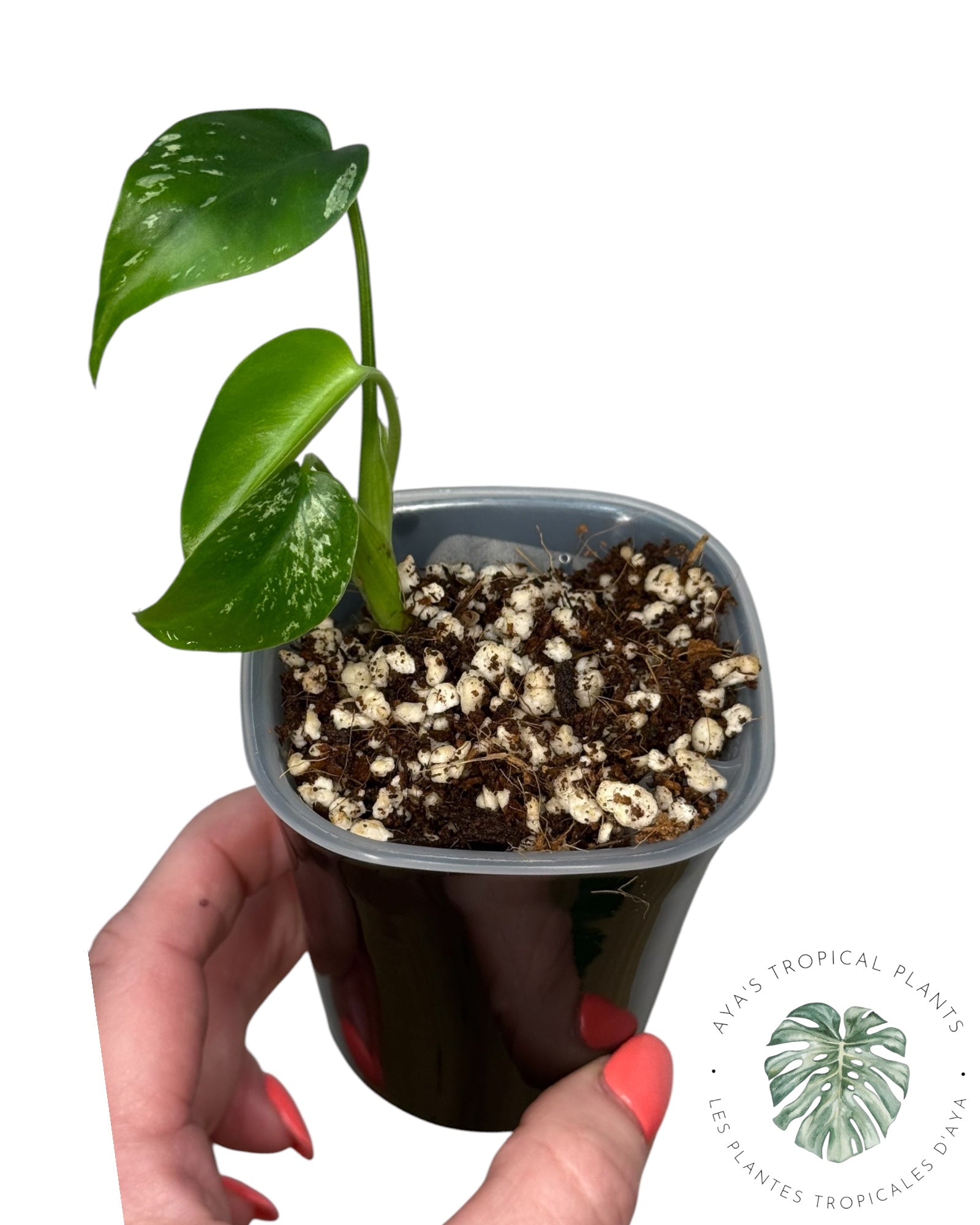 Monstera Deliciosa 'Devil Monster'