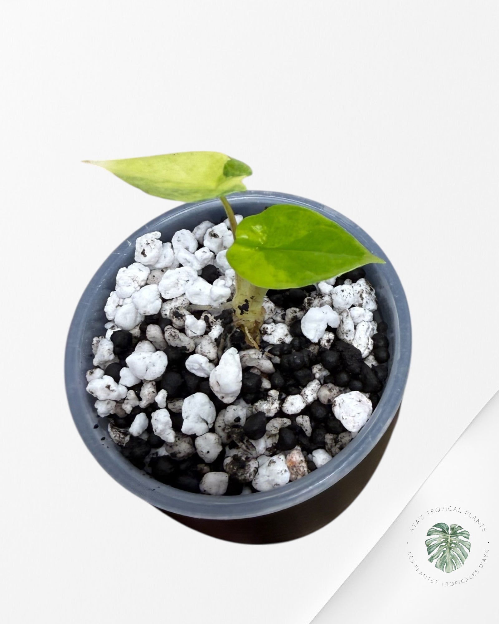 Alocasia Scalprum Aurea Variegated