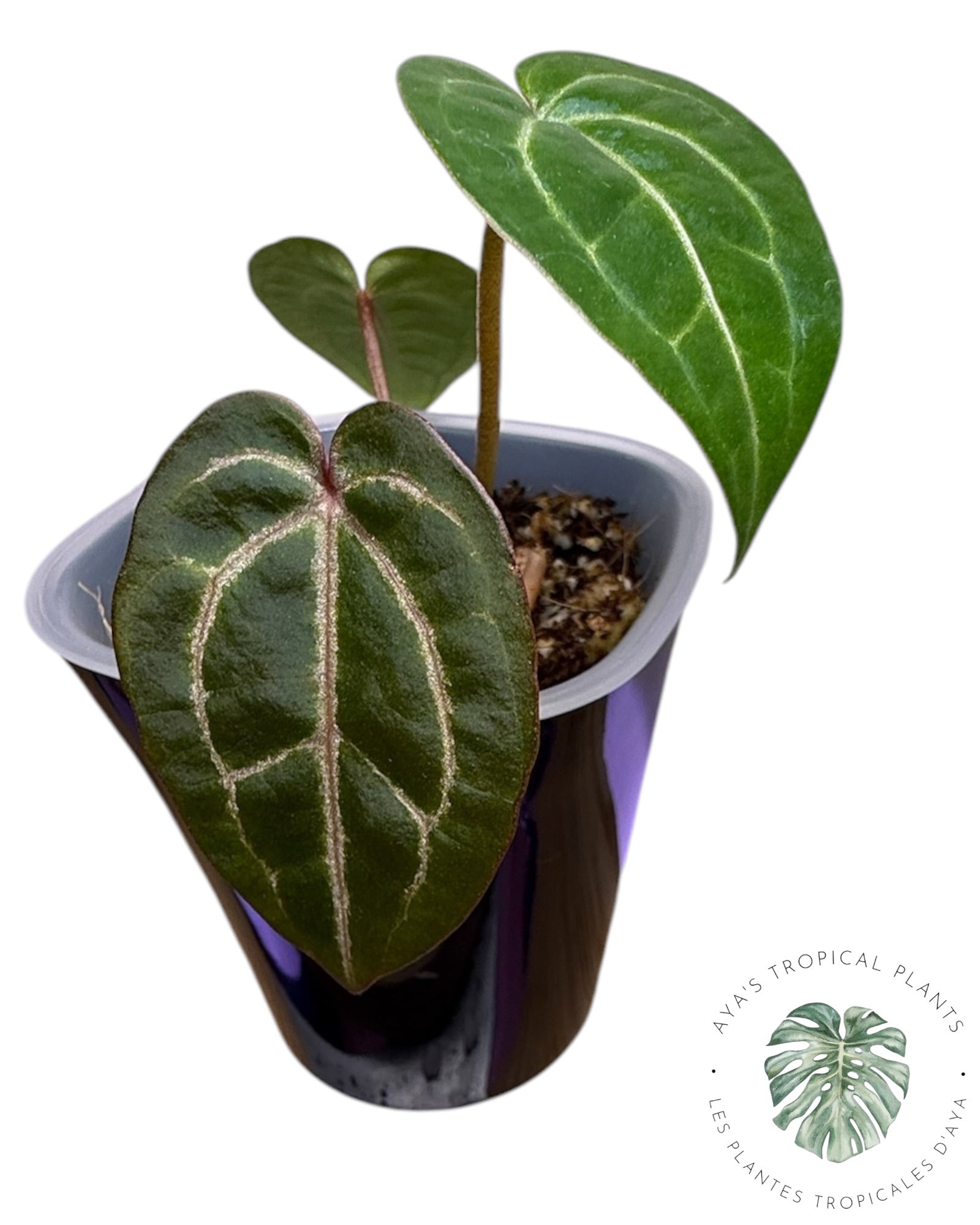 Anthurium Papi × King of Spades