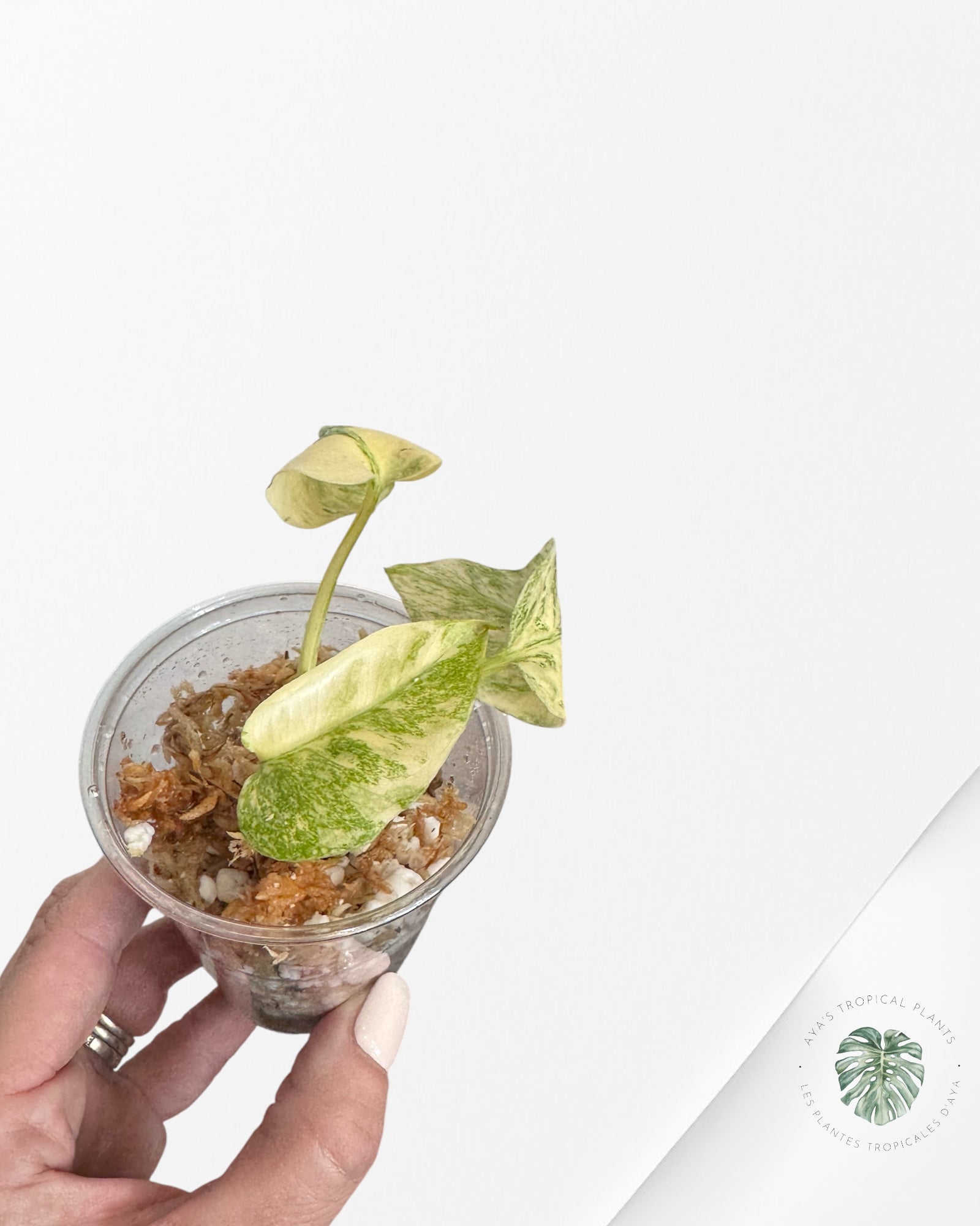 Monstera Thai Constellation Crème Brûlée (Grade A) - TC1