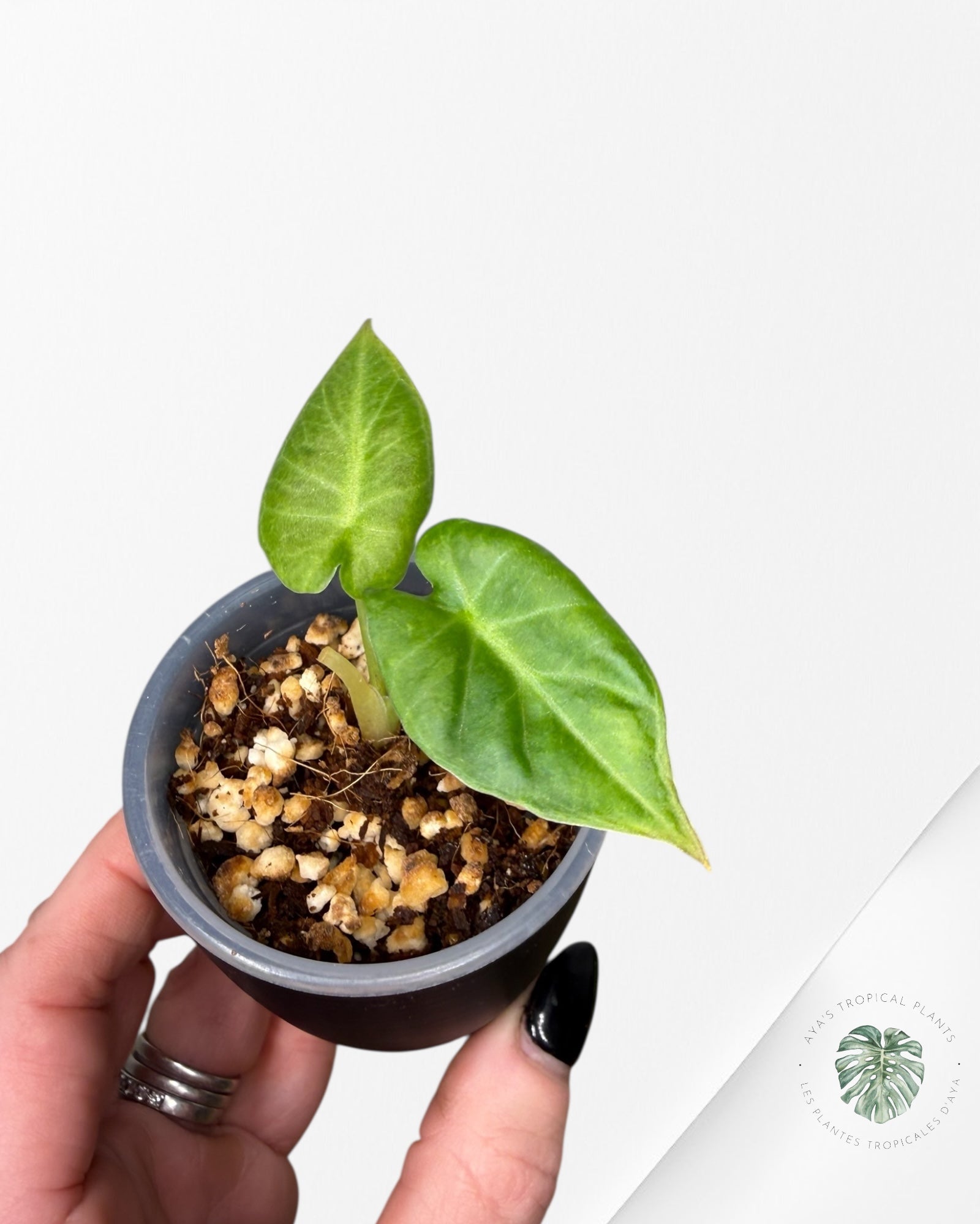 Alocasia Regal Shield Aurea Variegated