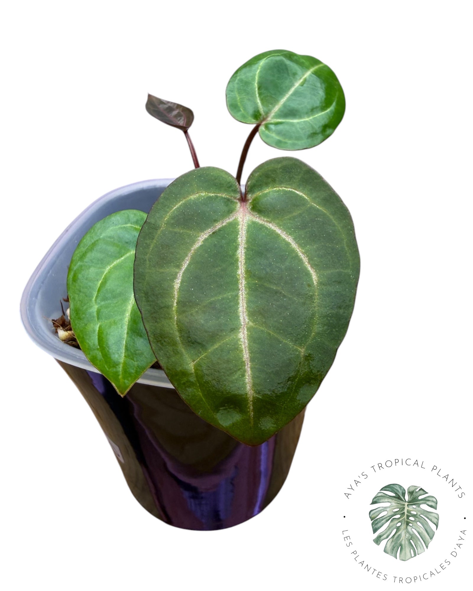 Anthurium Papi × King of Spades