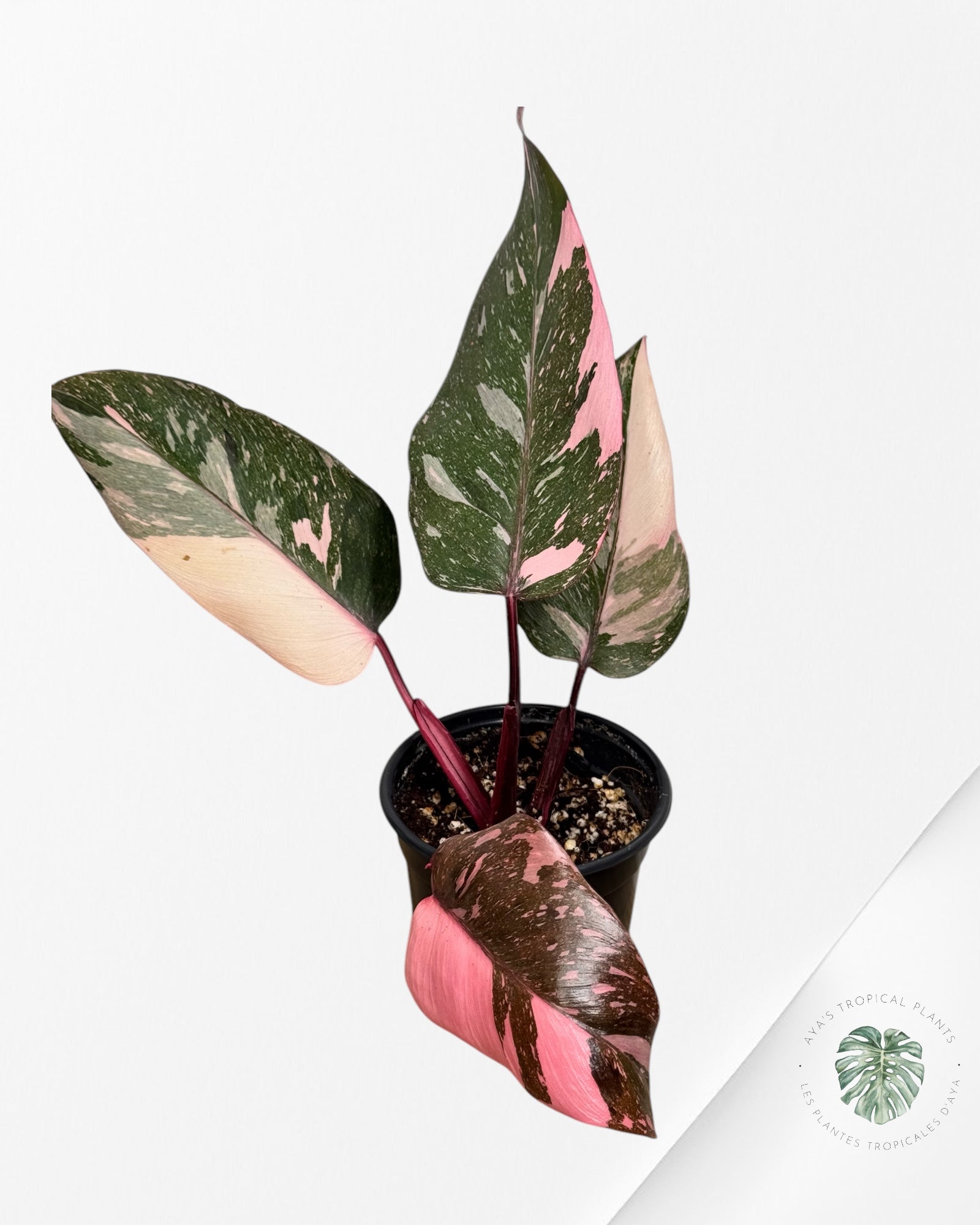 Philodendron Pink Galaxy - T1