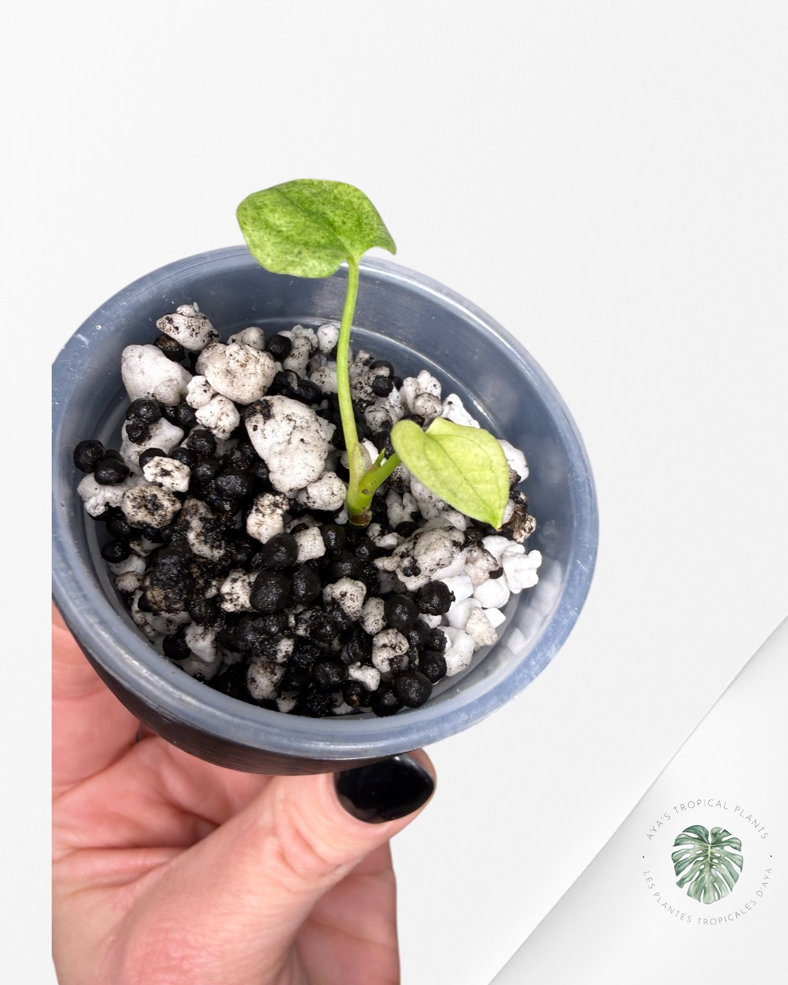 Anthurium Dark Phoenix panaché