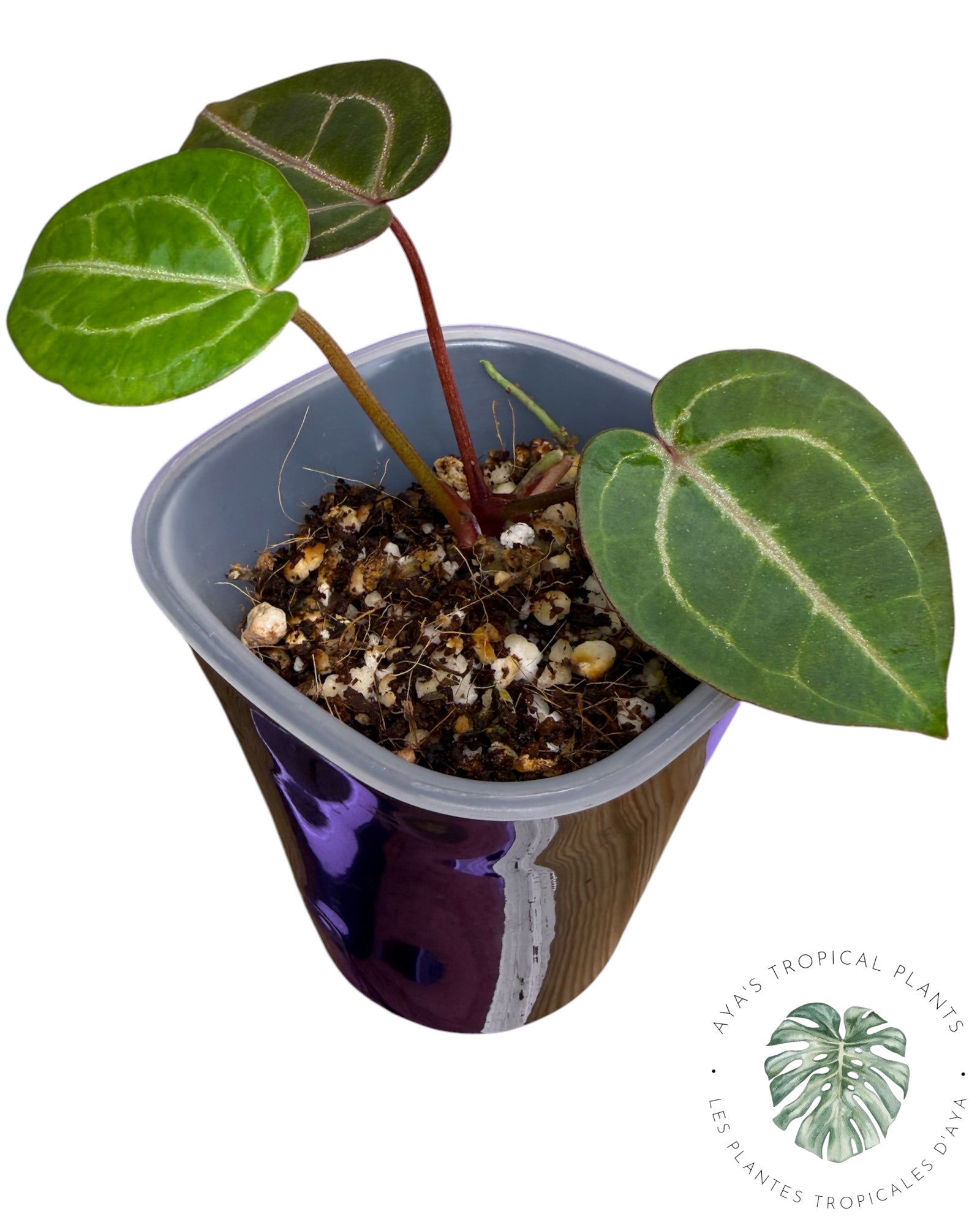 Anthurium Papi × King of Spades (Copie)